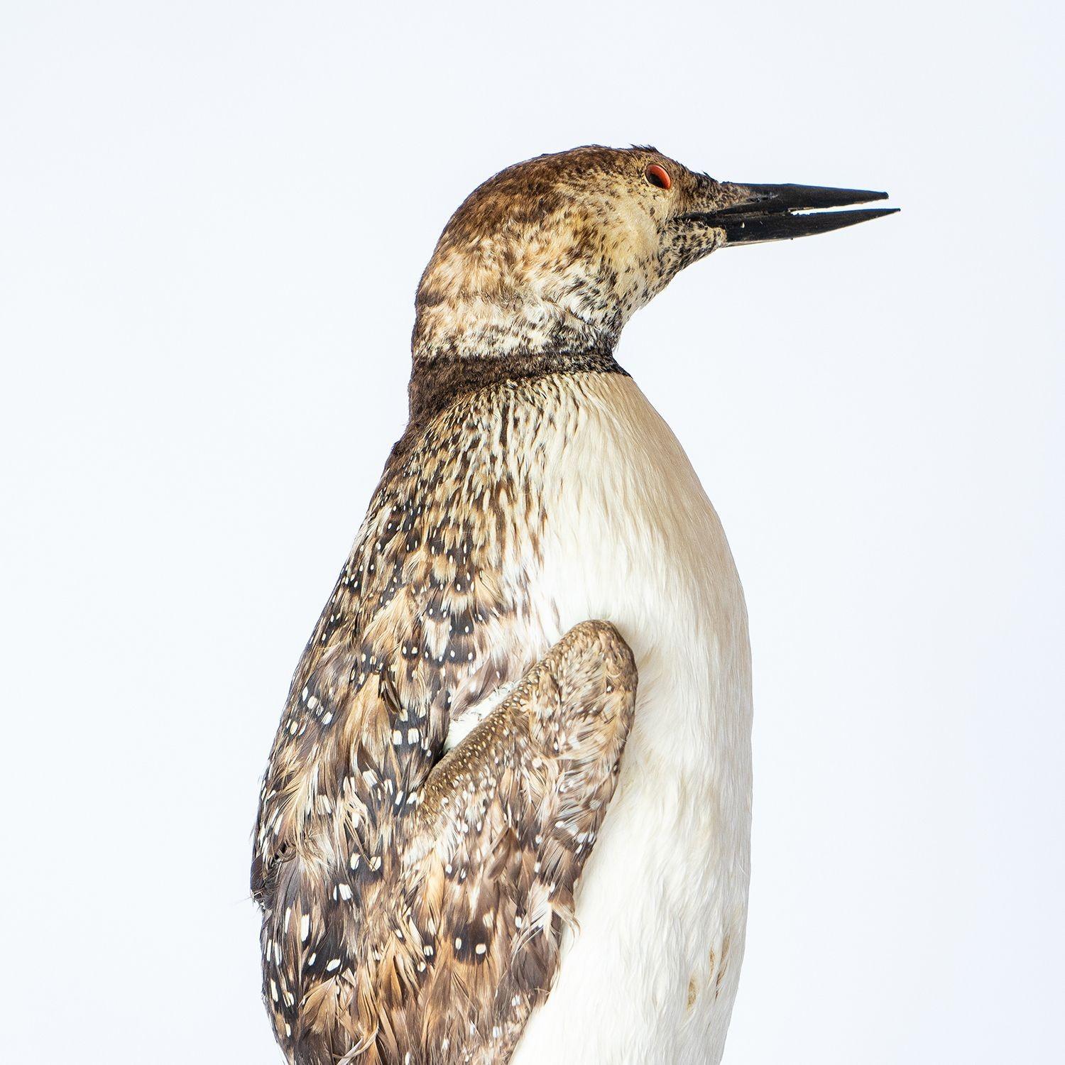 Édouardien Loon de taxidermie antique sur base naturaliste, oiseau du début du 20e siècle en vente