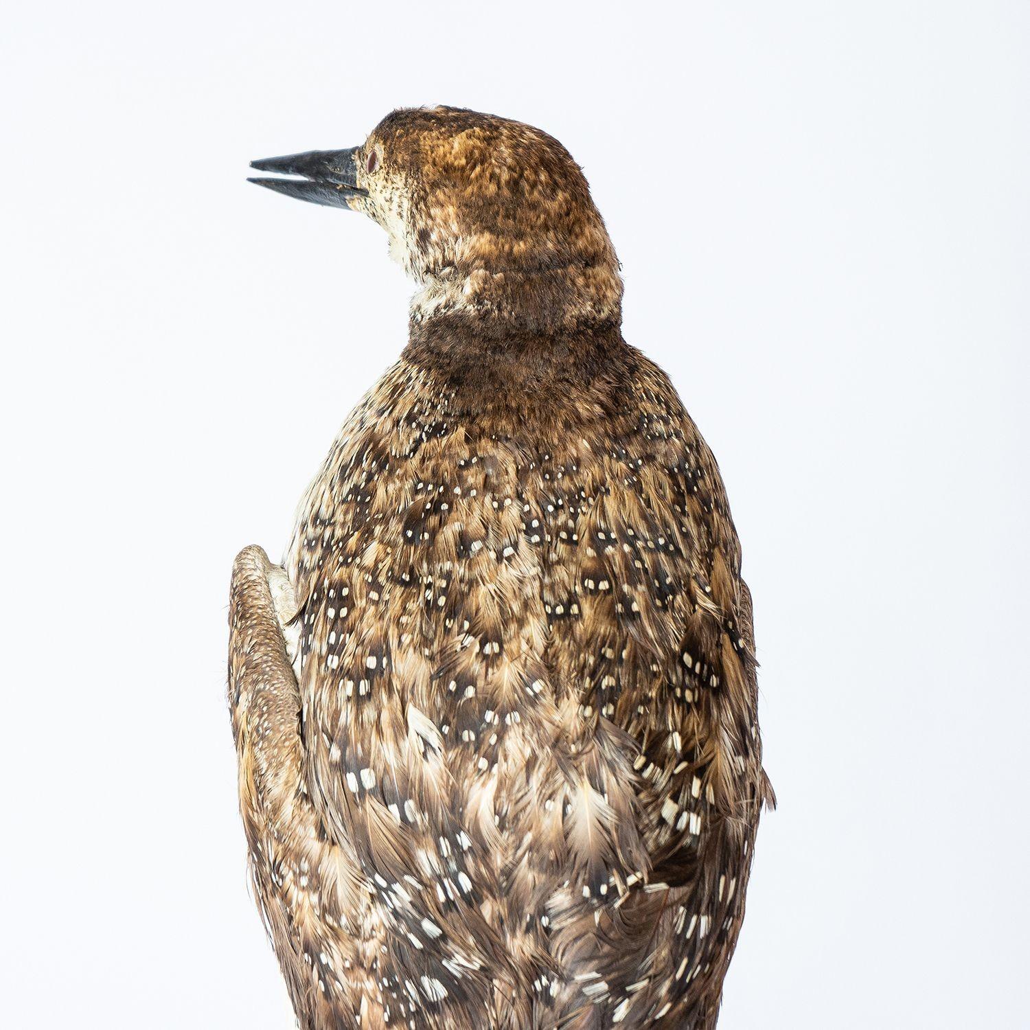Antique Mounted Taxidermy Loon on Naturalistic Base, Early 20th Century Bird For Sale 1