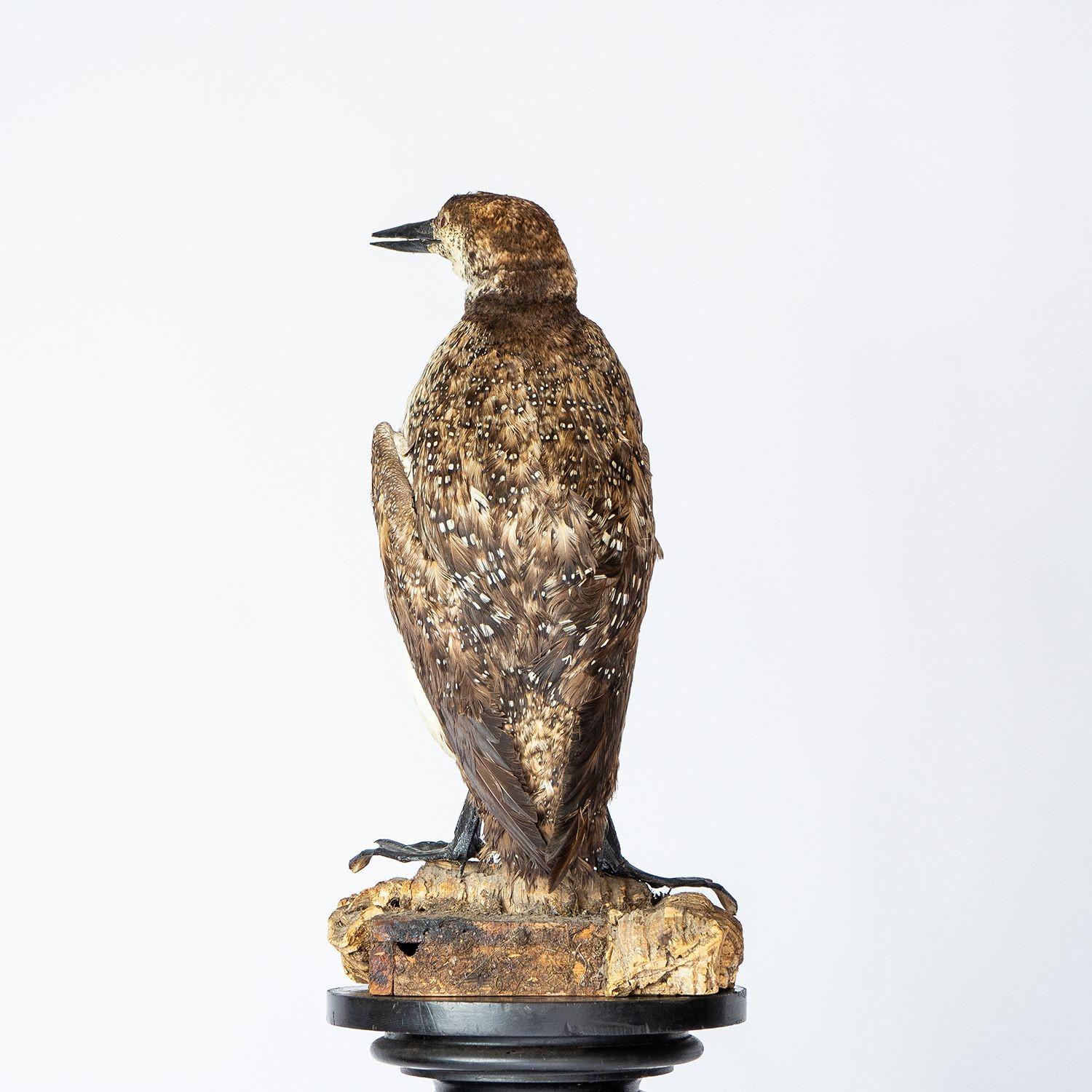 Antiker montierter Taxidermie-Loon auf naturalistischem Sockel, Vogel aus dem frühen 20. Jahrhundert im Angebot 5