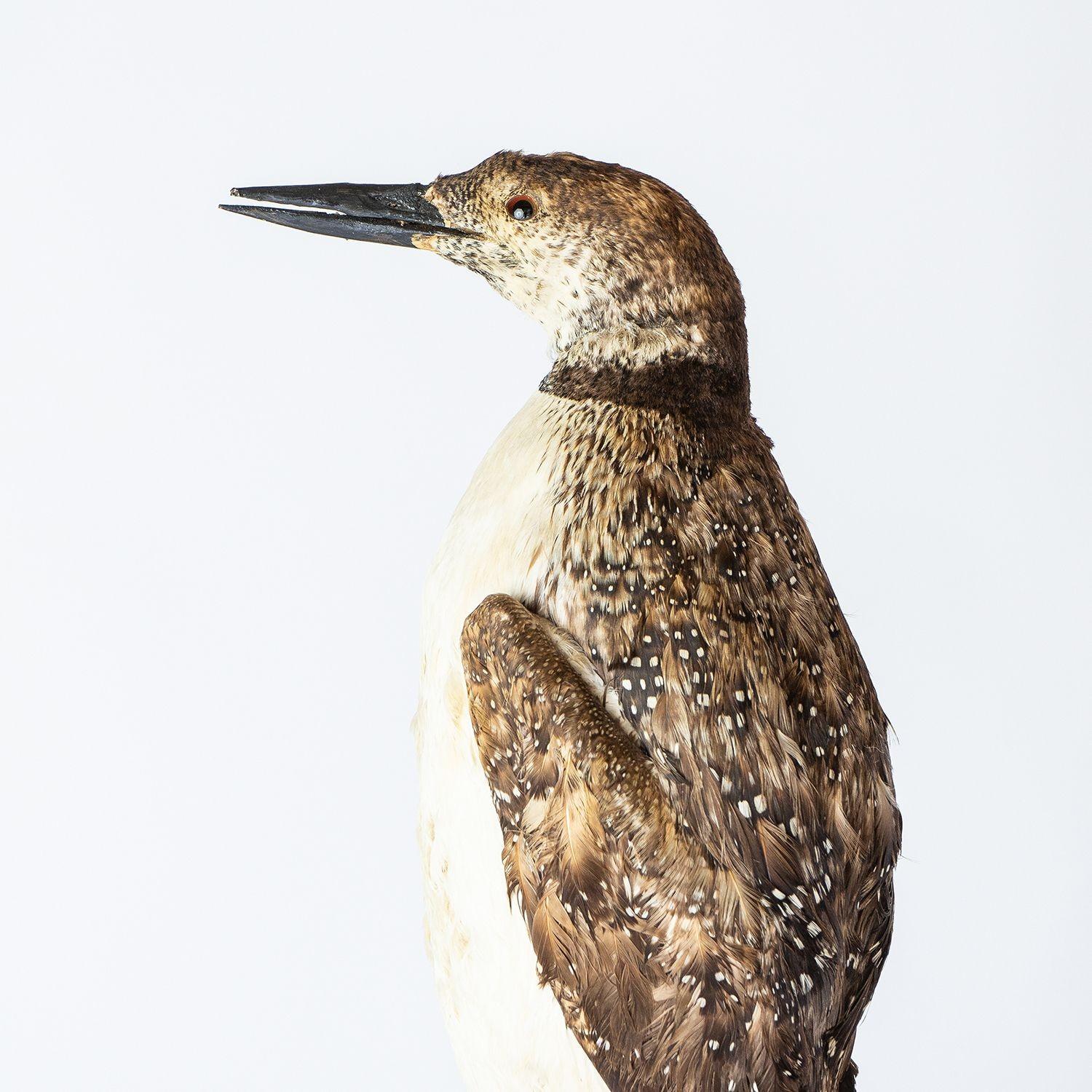 Antiker montierter Taxidermie-Loon auf naturalistischem Sockel, Vogel aus dem frühen 20. Jahrhundert im Angebot 6