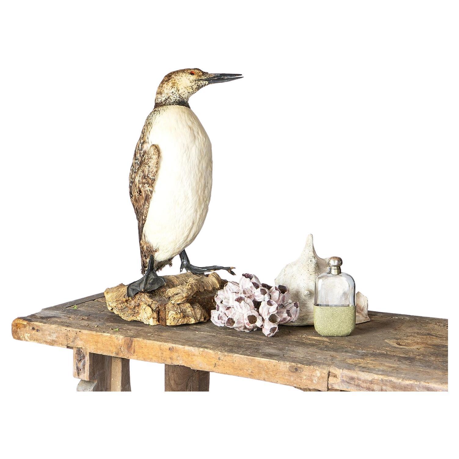 Antiker montierter Taxidermie-Loon auf naturalistischem Sockel, Vogel aus dem frühen 20. Jahrhundert im Zustand „Gut“ im Angebot in Bristol, GB