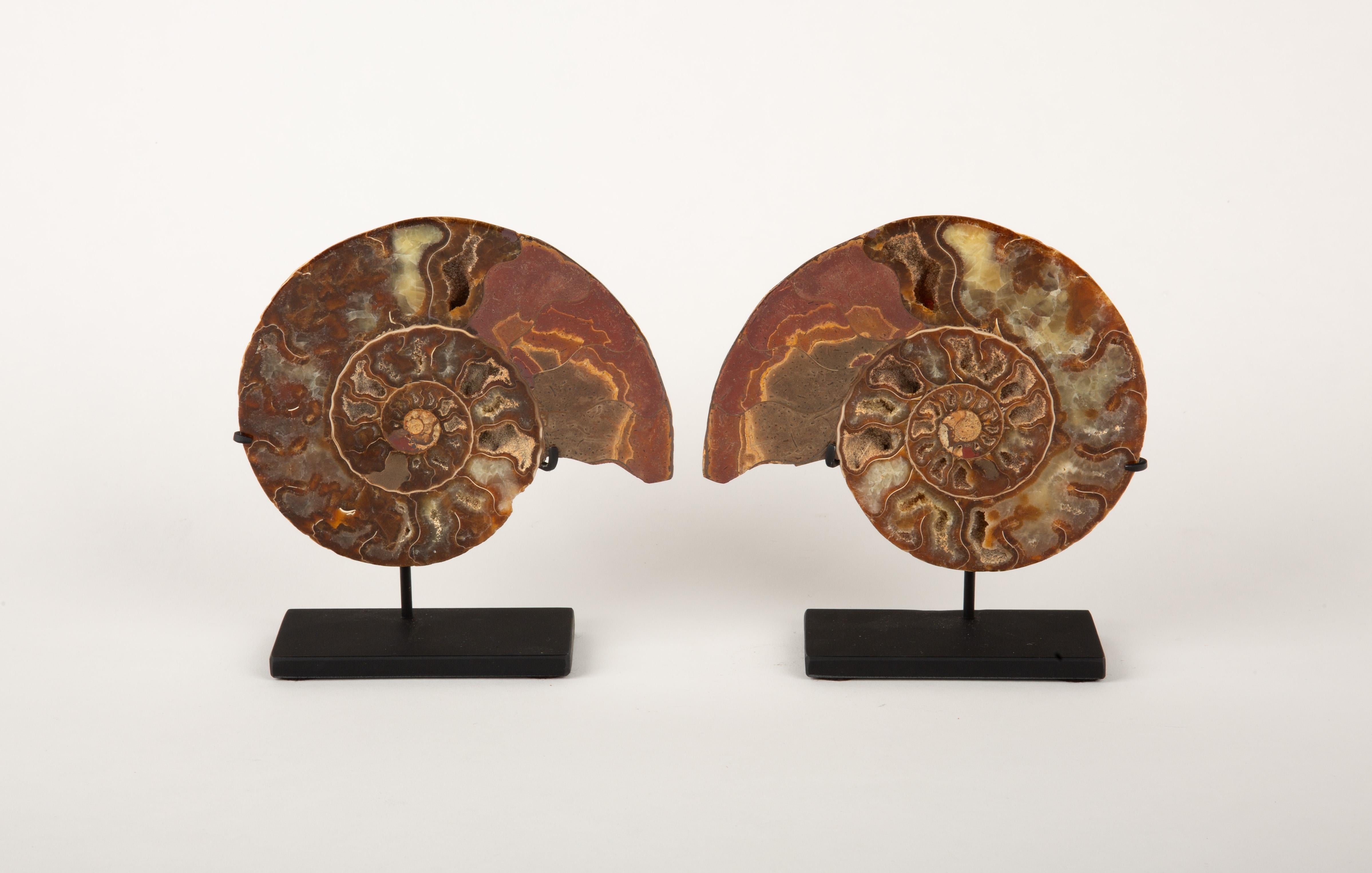 Pair of Fossilized Ammonite Slices on Custom Metal Bases. This stunning pair of fossilized ammonite slices showcases the intricate and mesmerizing patterns of these ancient marine mollusks, beautifully preserved and mounted on sleek black metal