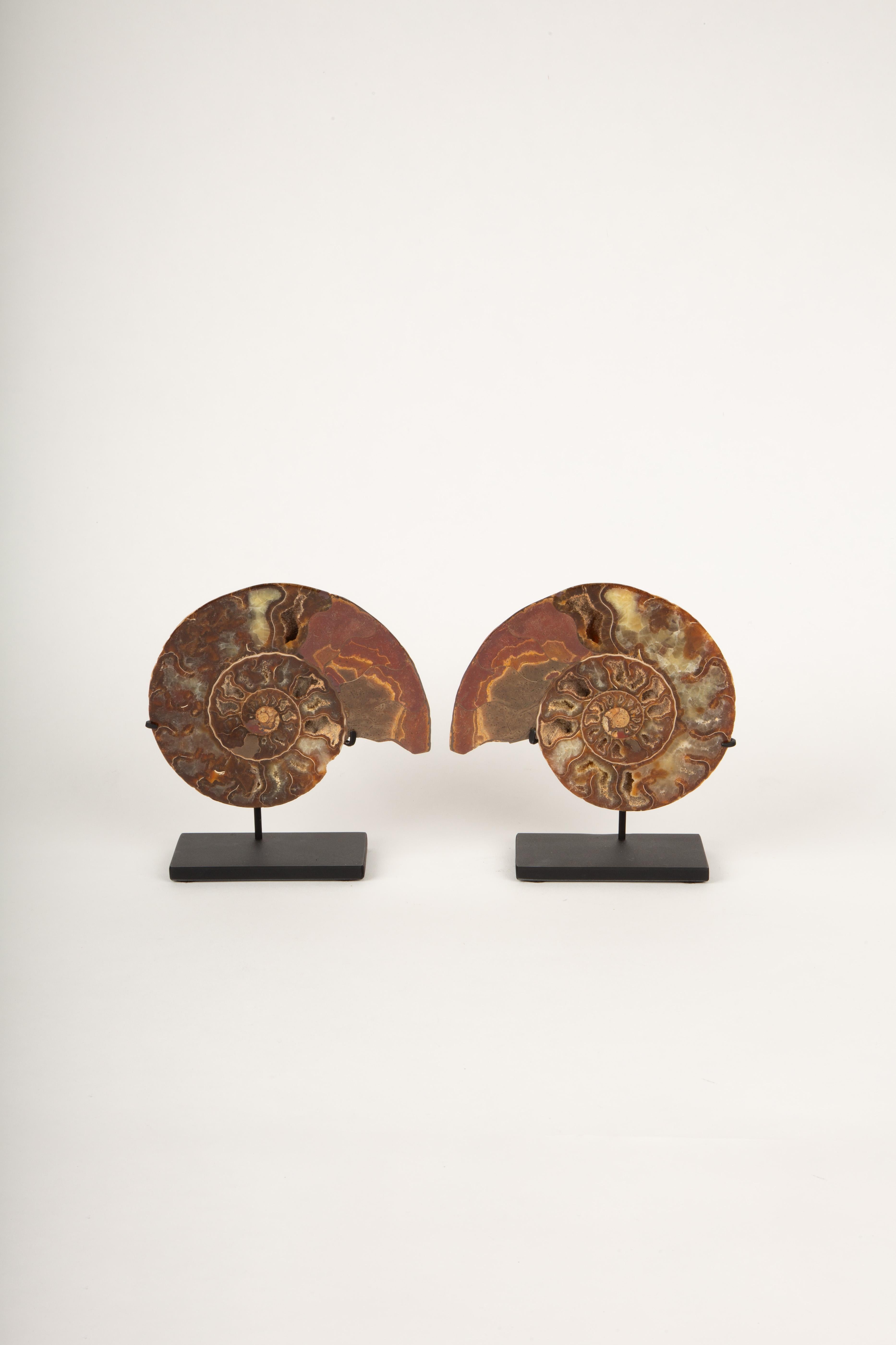 Mounted Terracotta Ammonite 5