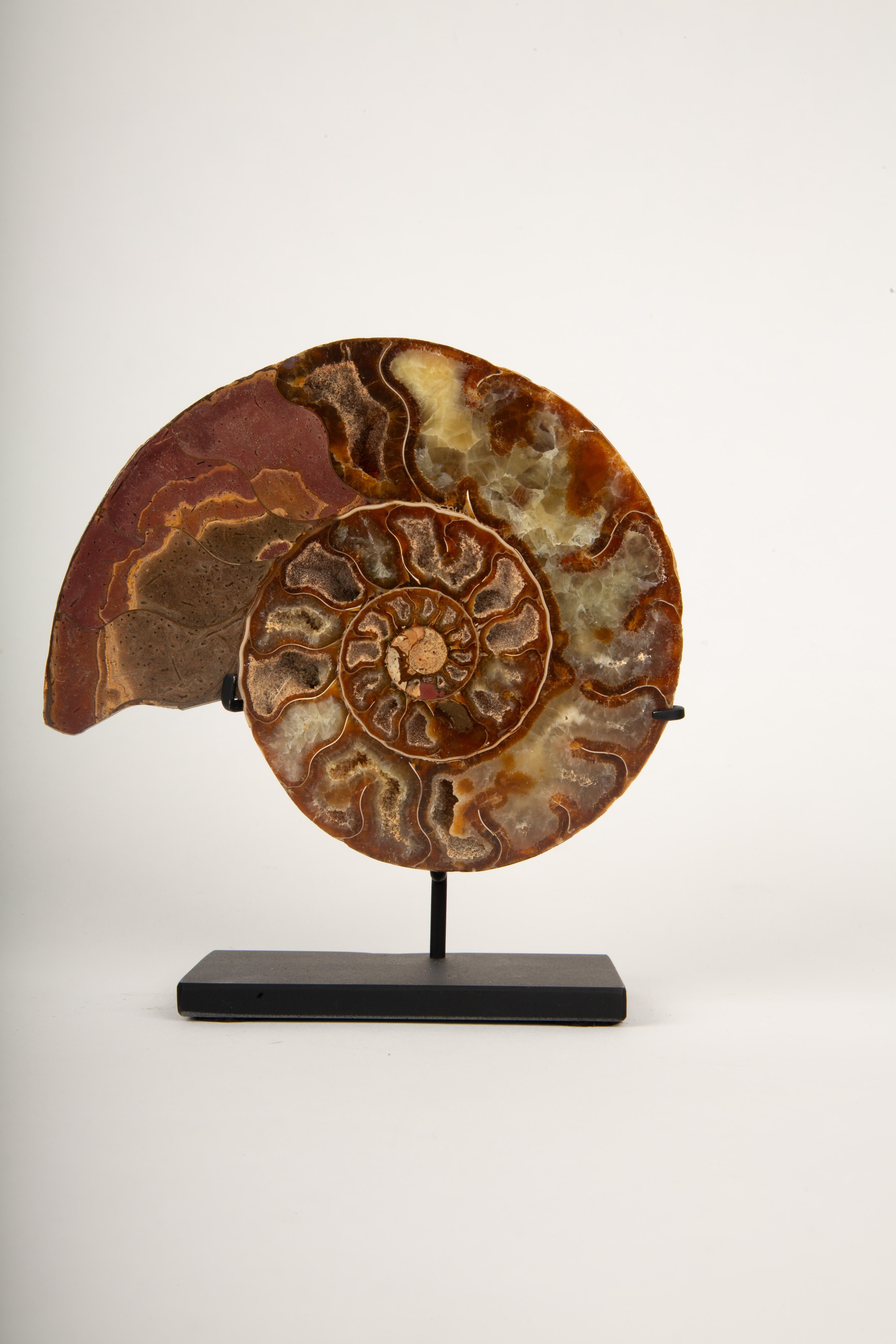 18th Century and Earlier Mounted Terracotta Ammonite 5