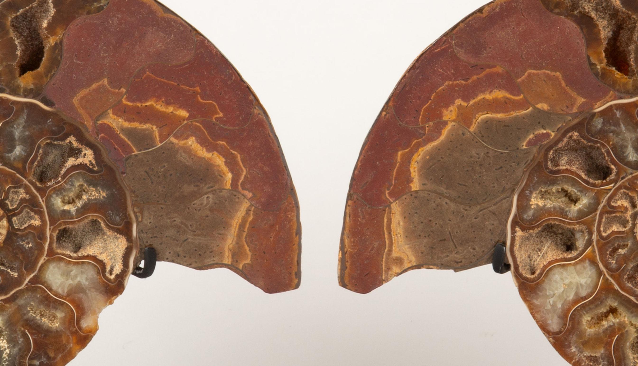 Mounted Terracotta Ammonite 5