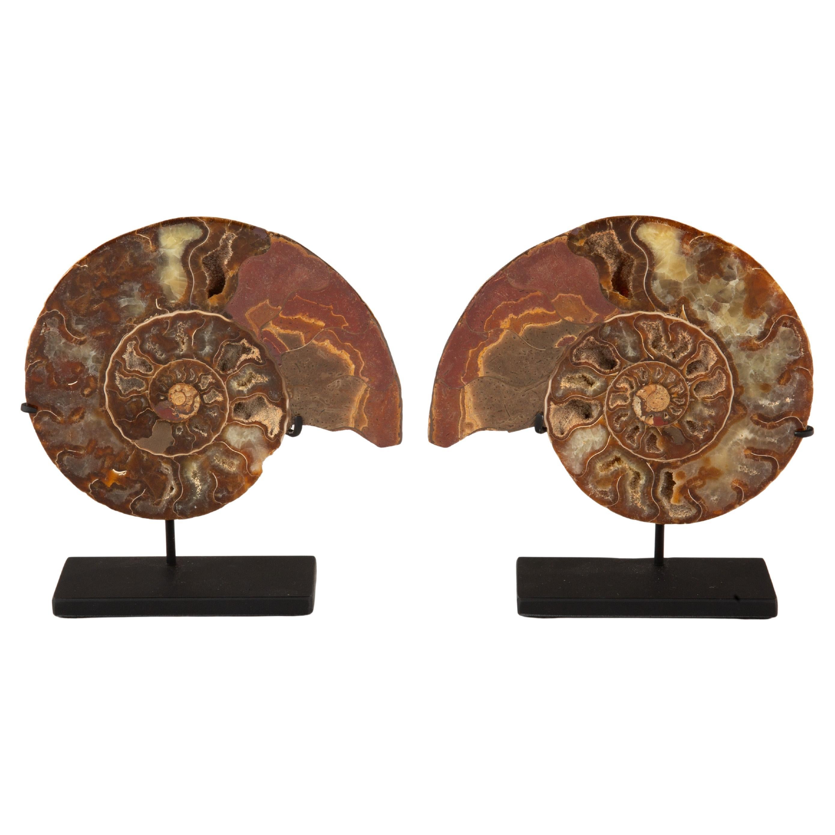 Amonita de terracota montada Pareja de 5