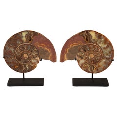 Mounted Terracotta Ammonite 5" Pair