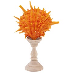 Mounted Thorny Oyster on Natural Wood Stand