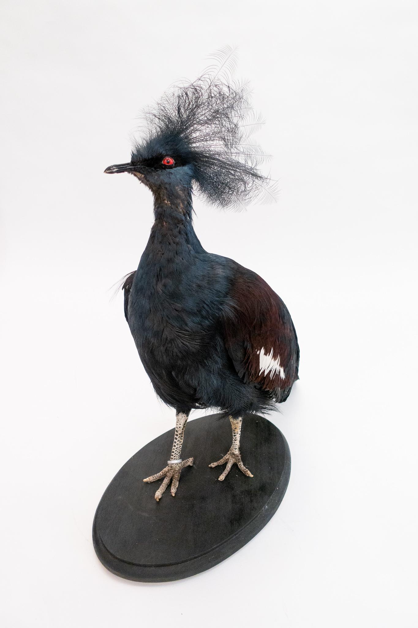 Beautifully mounted Victoria crowned pigeon (Goura Victoria) specimen. This bird is a large, bluish-grey pigeon with elegant blue lace-like crests, maroon breast, and red irises. Its name commemorates the British monarch Queen Victoria. Their