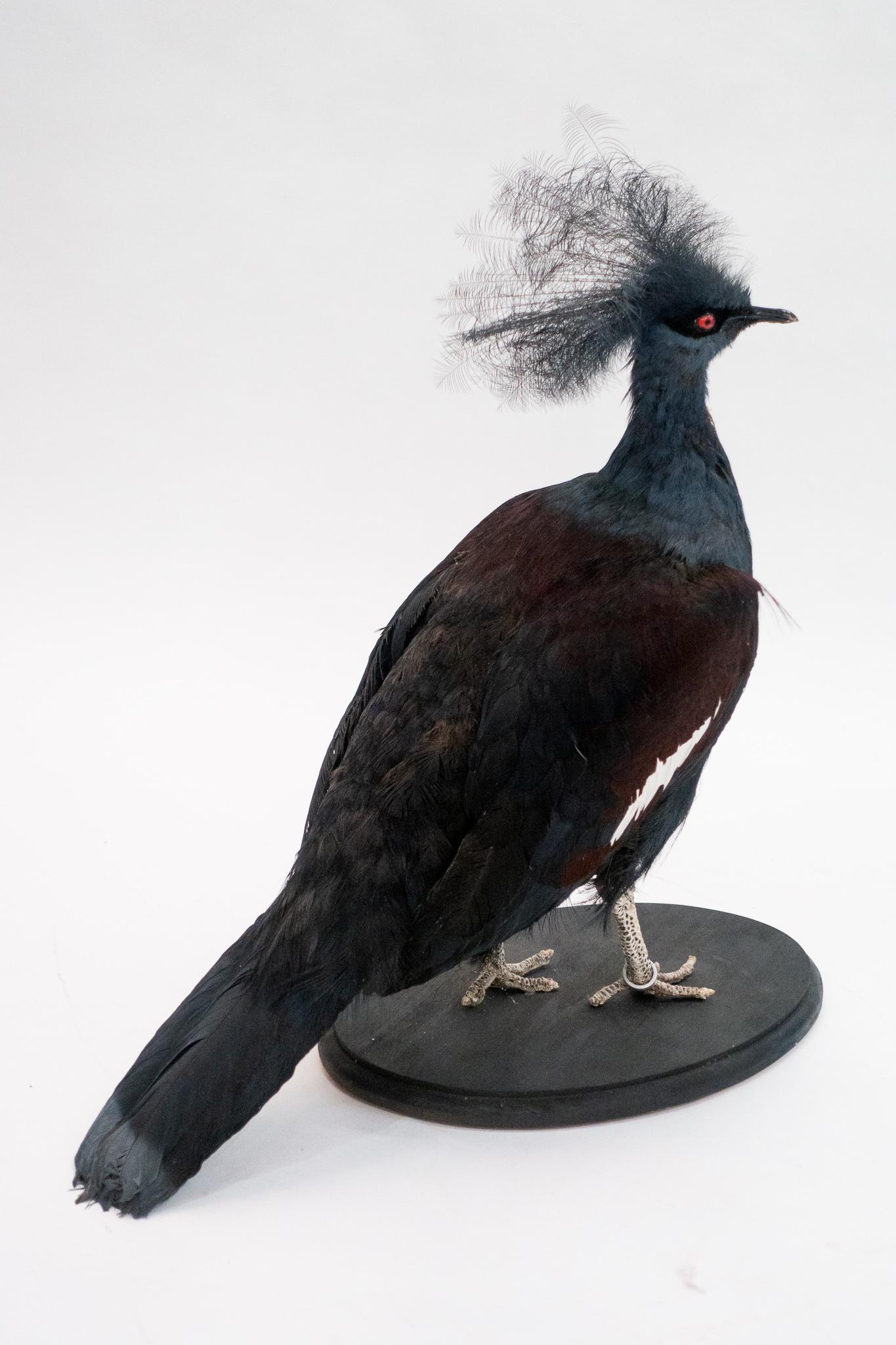 victoria crowned pigeon for sale