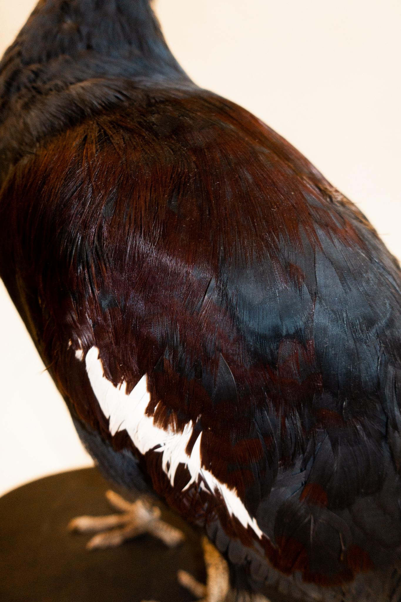 victoria crowned pigeon price