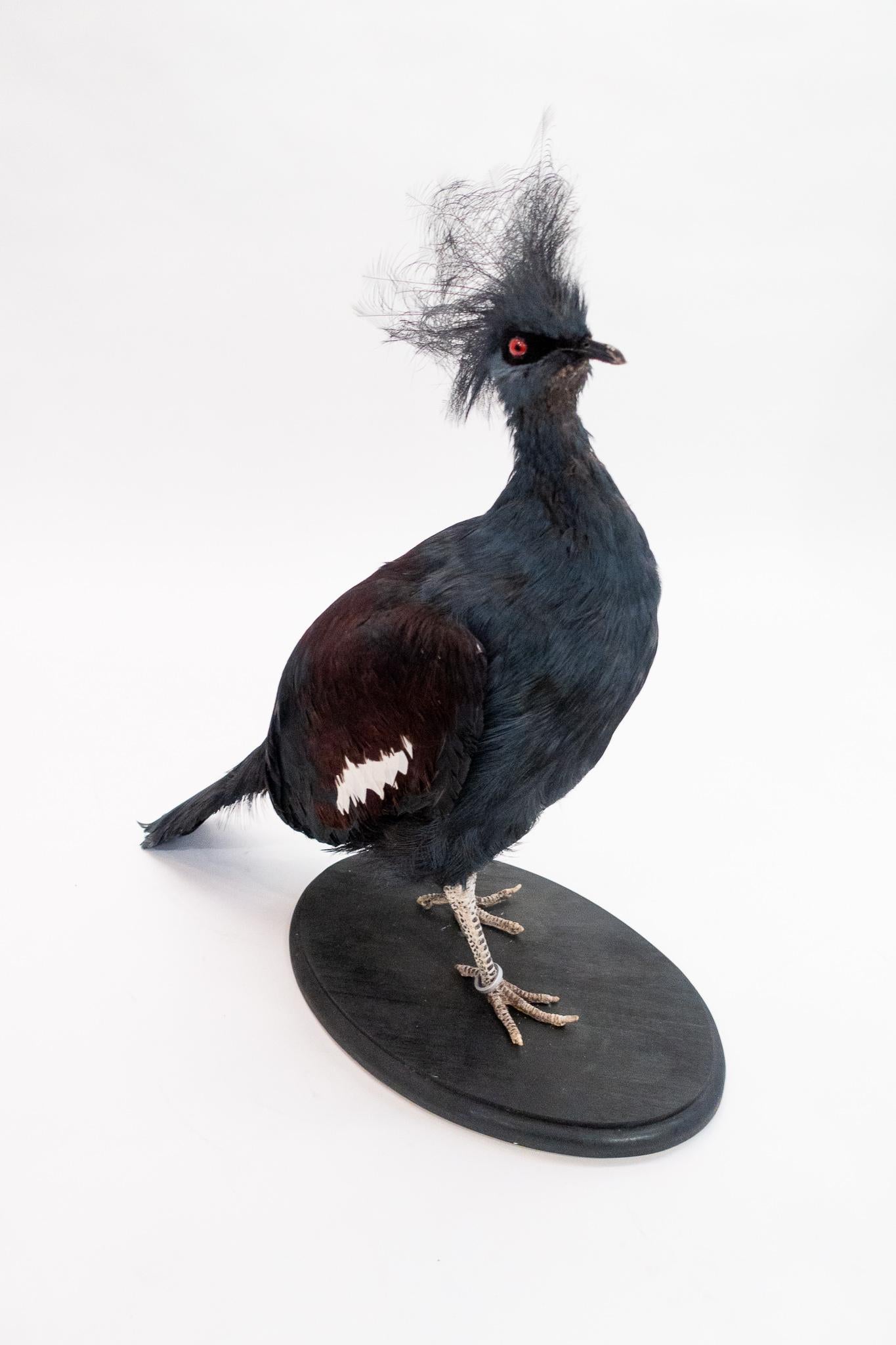 Victorian Mounted Victoria Crowned Pigeon Taxidermy