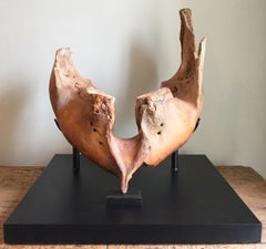 Mounted Woolly Mammoth Lower Jaw Bone Fossil