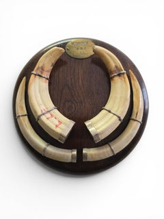 Mozambique Warthog Tusk Mounted on Wooden Base, Dated 1967