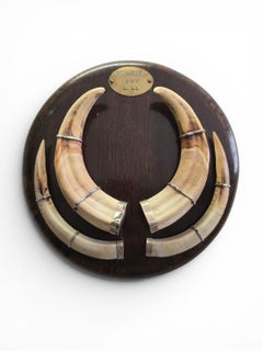 Mozambique Warthog Tusk Mounted on Wooden Base, Dated 1967
