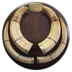 Mozambique Warthog Tusk Mounted on Wooden Base, Dated 1967