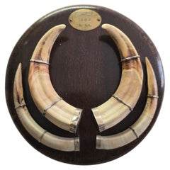 Mozambique Warthog Tusk Mounted on Wooden Base, Dated 1967
