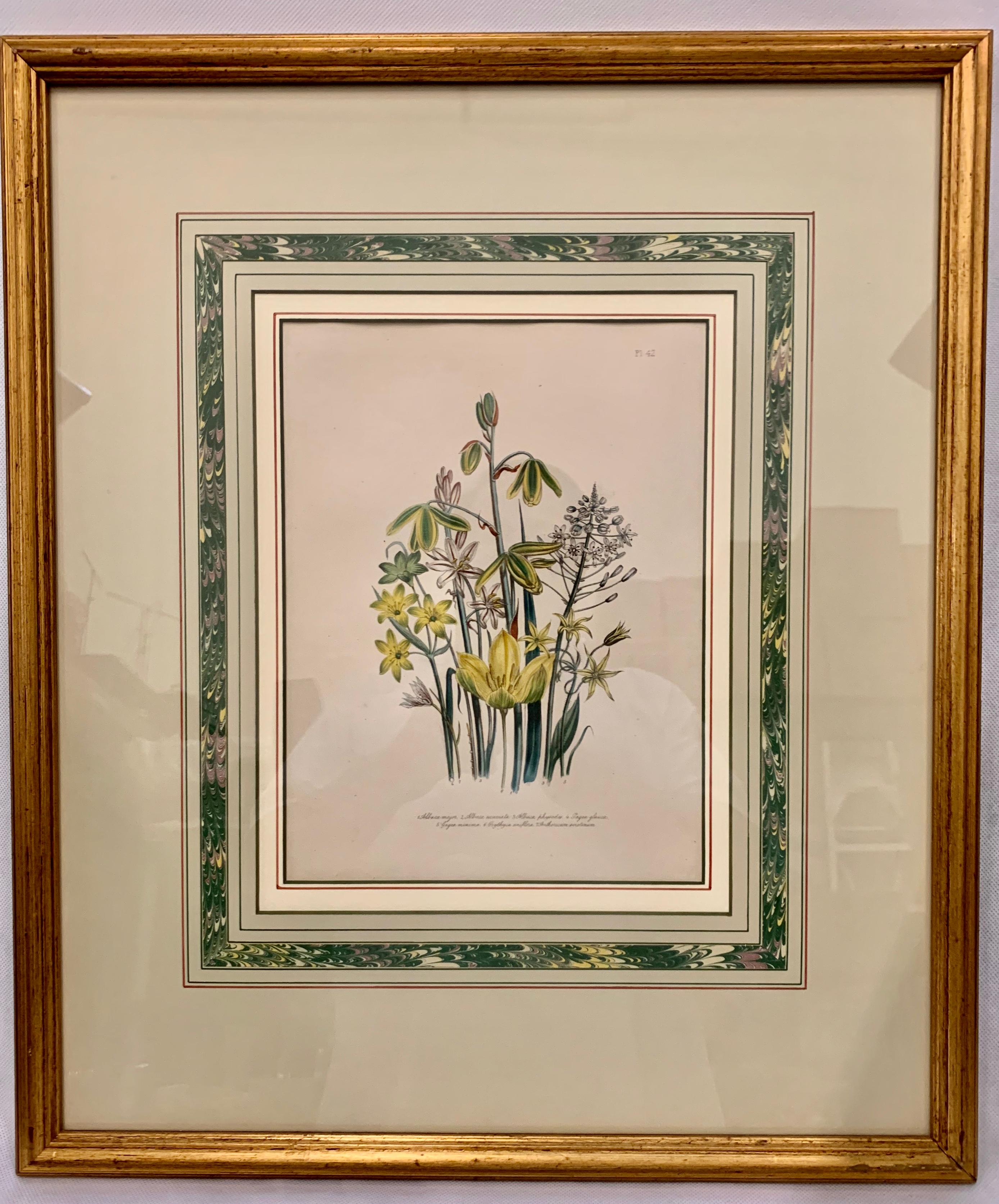 Mrs. Jane Webb Loudon reached notoriety as a woman for her hand colored lithographs of English wildflowers. It was quite unusual to be a female print maker in the 19th century. Jane Loudon's images show her delicacy in creating these floral images. 