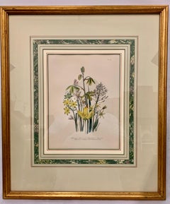 Mrs. Loudon’s Prints "Ladies Flower Garden of Ornamental Bulbous Plants", 1864