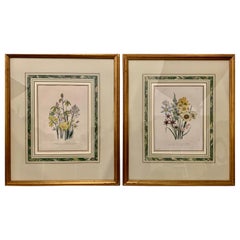 Mrs. Loudon’s Prints "Ladies Flower Garden of Ornamental Bulbous Plants", 1864 