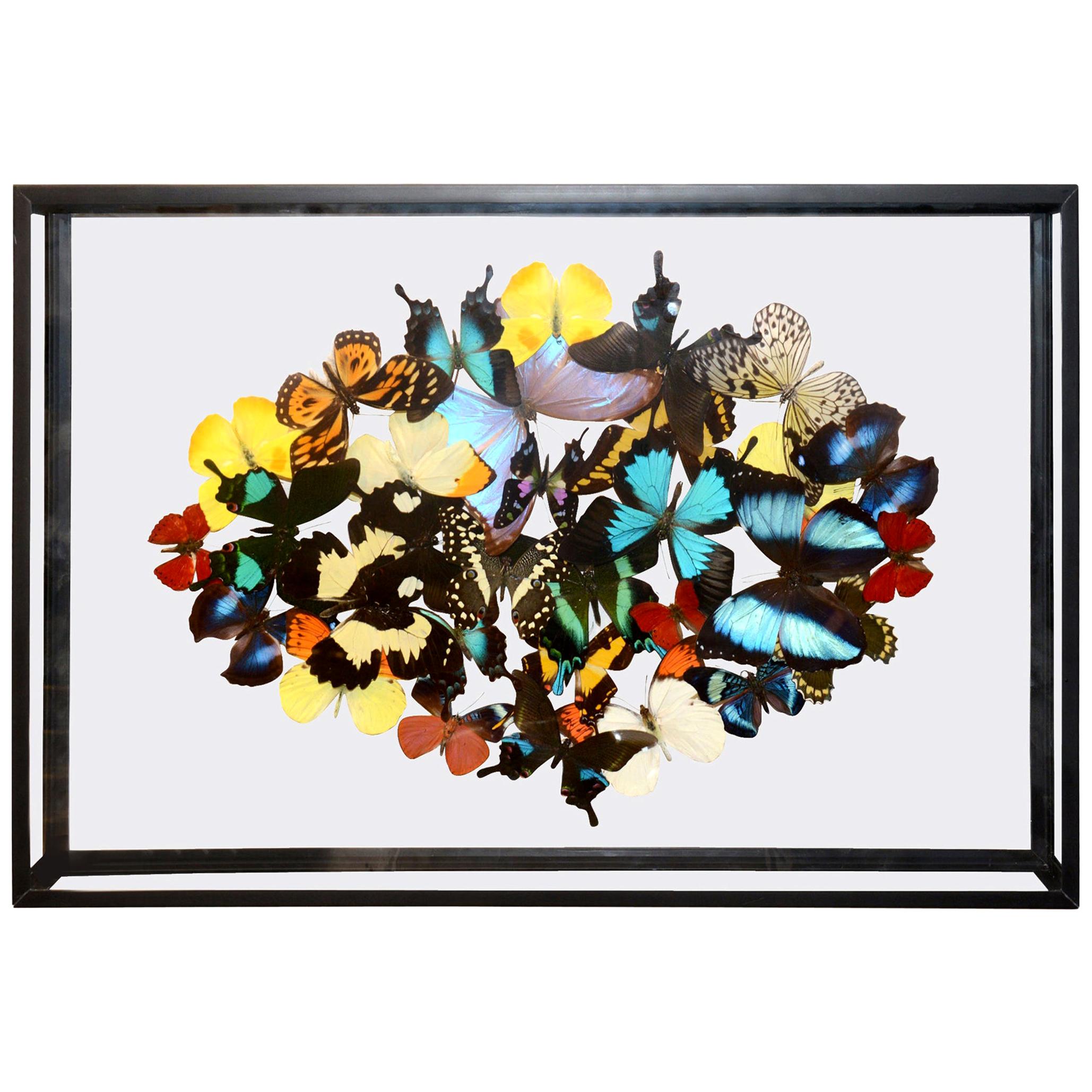 Multi-Colors Rare Butterflies Under Rectangular Glass Frame