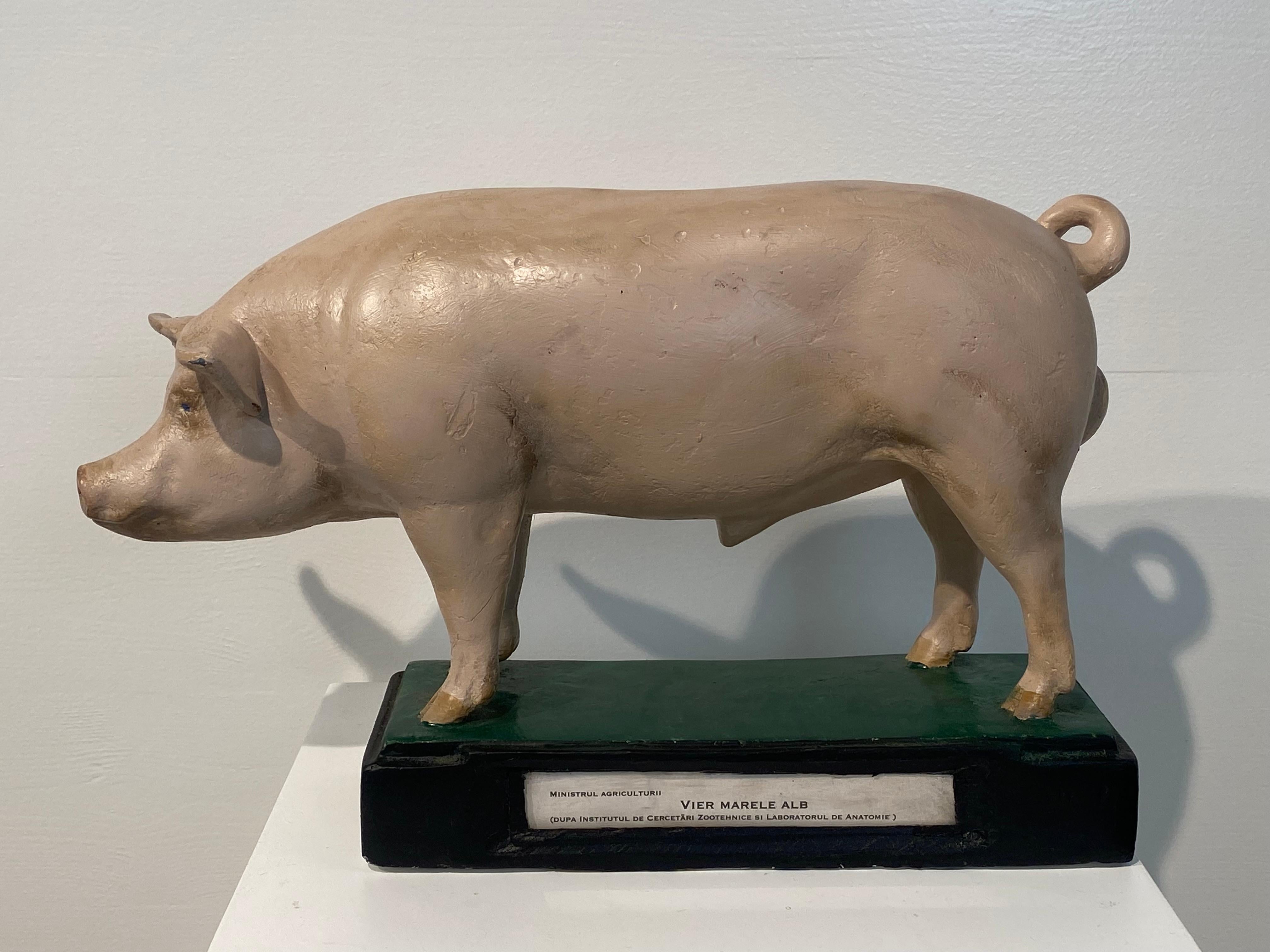 Modèle de cochon en plâtre, peint à la main et multicolore,
Modèle élégant et belle patine et brillance du matériau,
utilisé dans les écoles comme modèle scientifique ou également utilisé comme présentoir
au sein du ministère de l'agriculture, comme