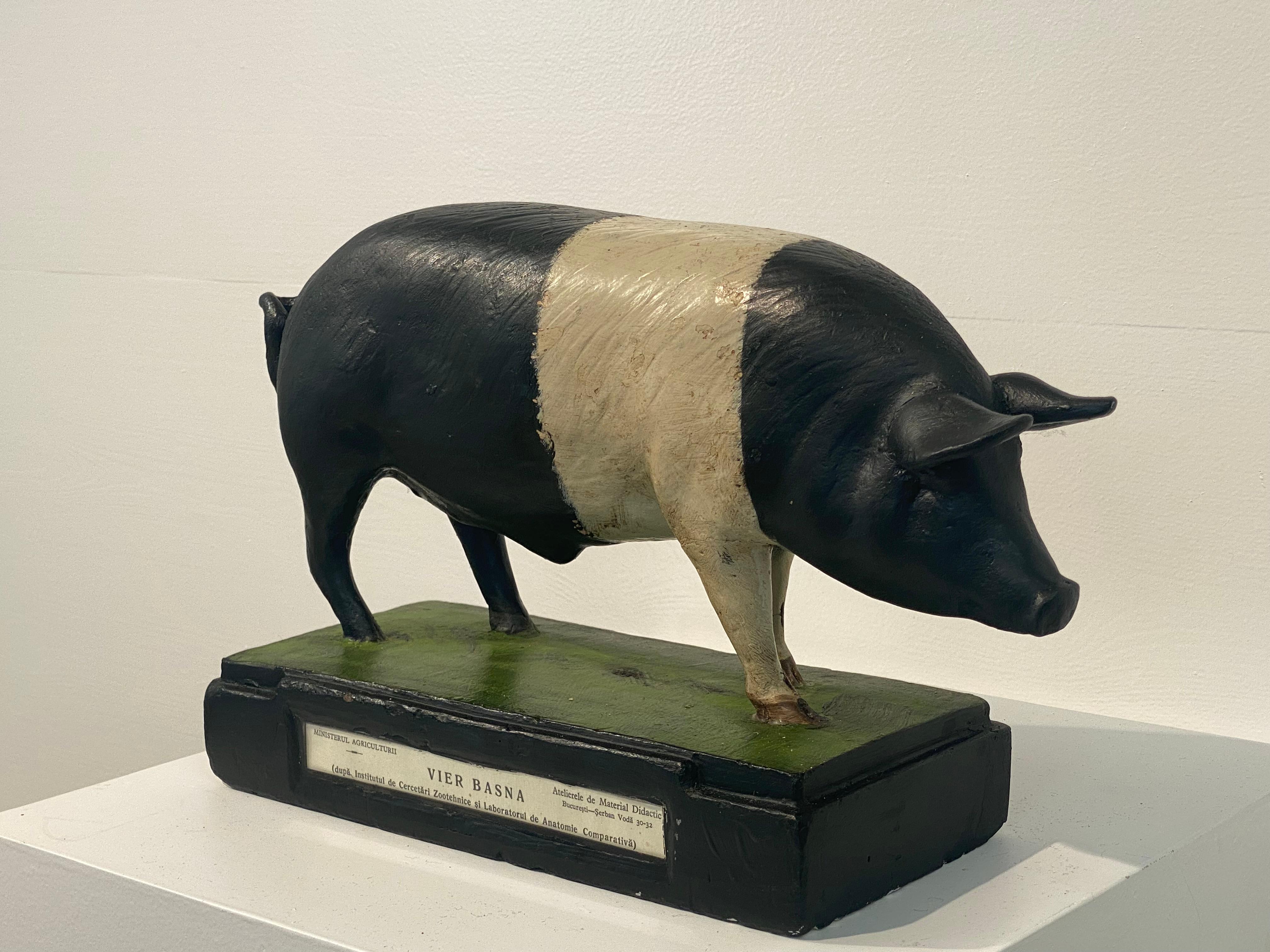 Modèle de cochon en plâtre, peint à la main et multicolore,
Modèle élégant et belle patine et brillance du matériau,
utilisé dans les écoles comme modèle scientifique ou également utilisé comme présentoir
au sein du ministère de l'agriculture, comme