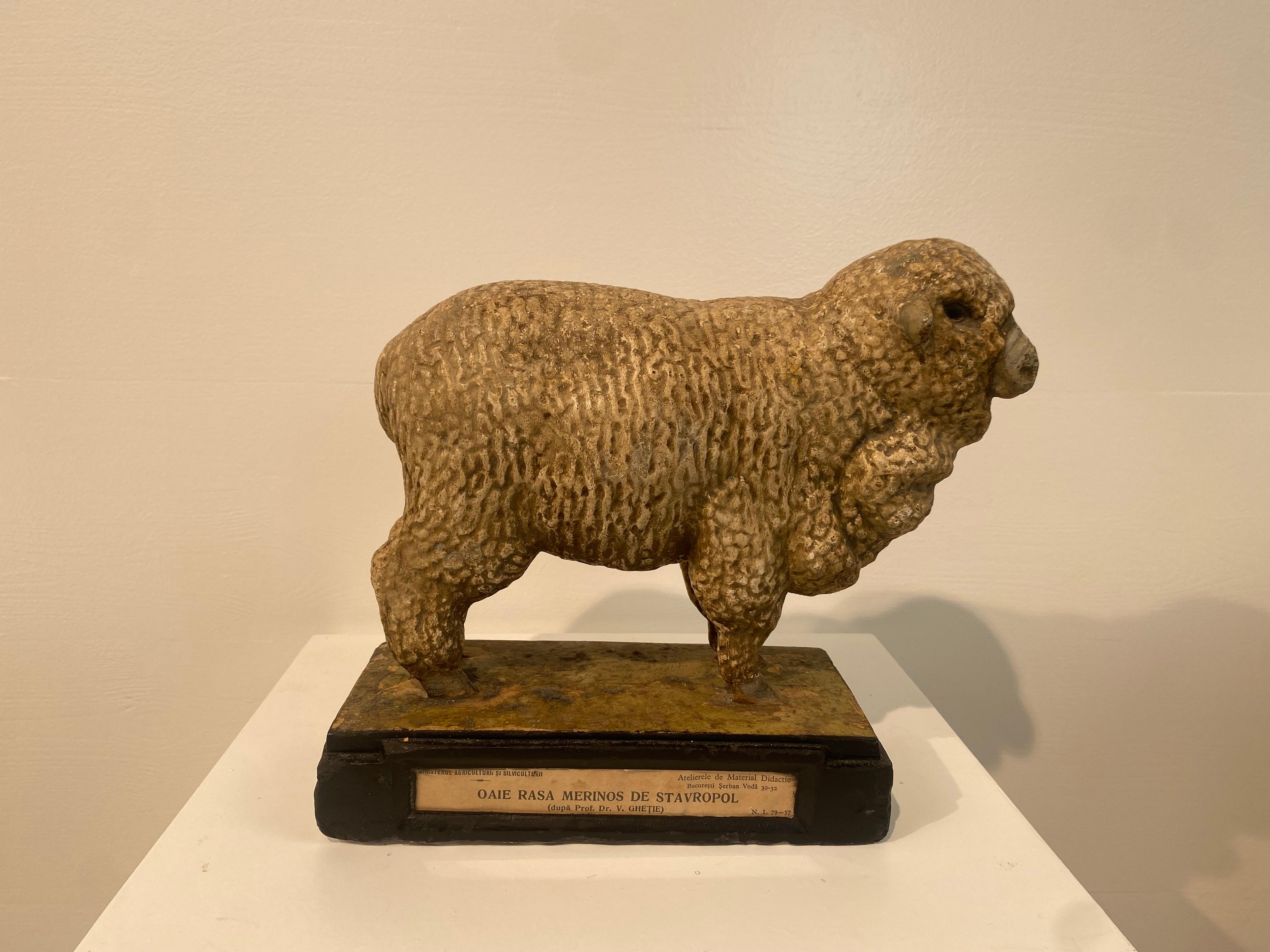 A model of a Ram made in plaster, hand-painted and multicolered,
elegant model and great patina and shine of the material,
used in schools as a scientific model or also used as display
in the Ministry of Agriculture as here is the case,
with a label