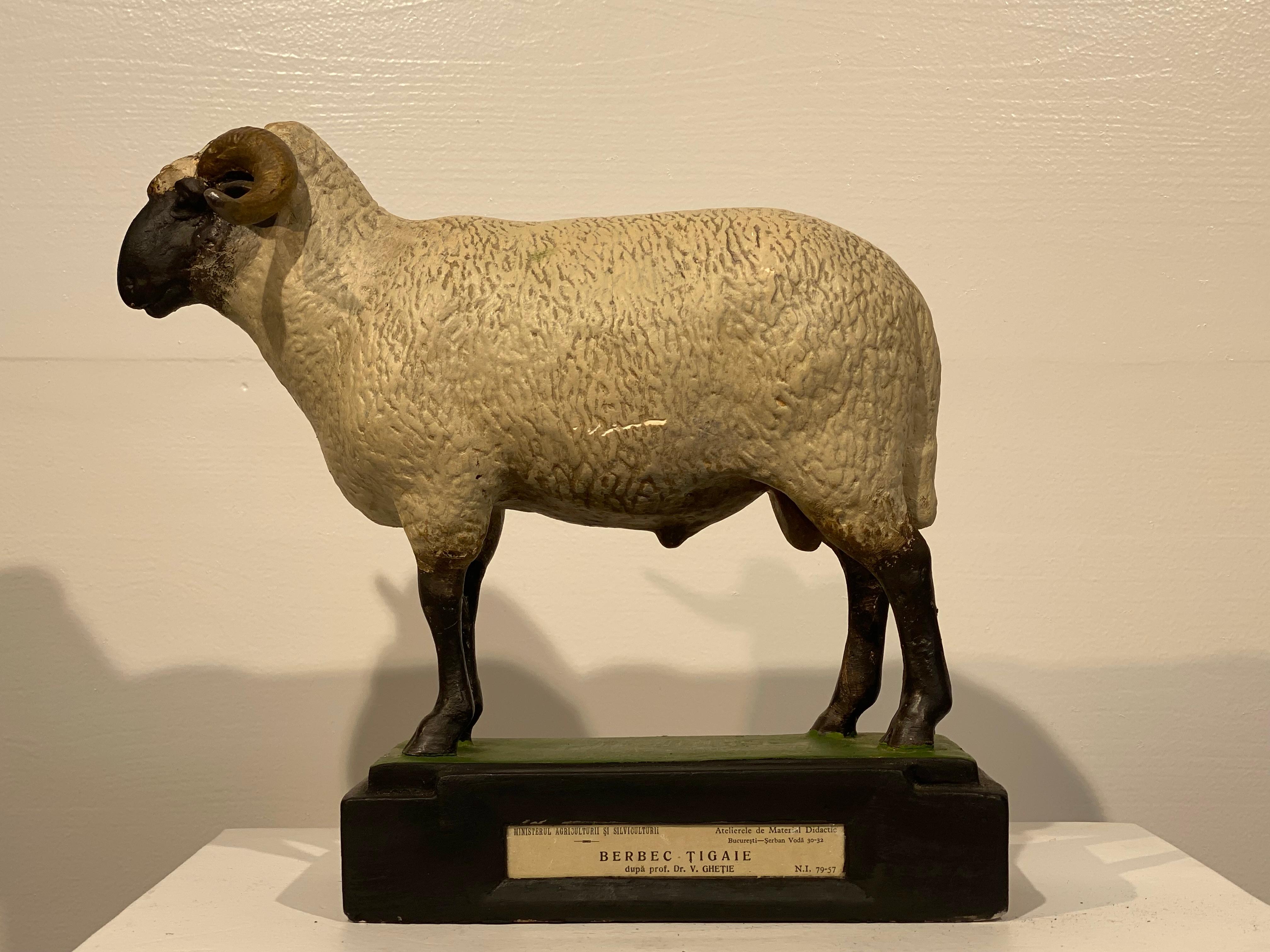 Un modello di ariete realizzato in gesso, dipinto a mano e multicolore,
modello elegante e grande patina e lucentezza del materiale,
Utilizzato nelle scuole come modello scientifico o anche come espositore.
nel Ministero dell'Agricoltura, come in