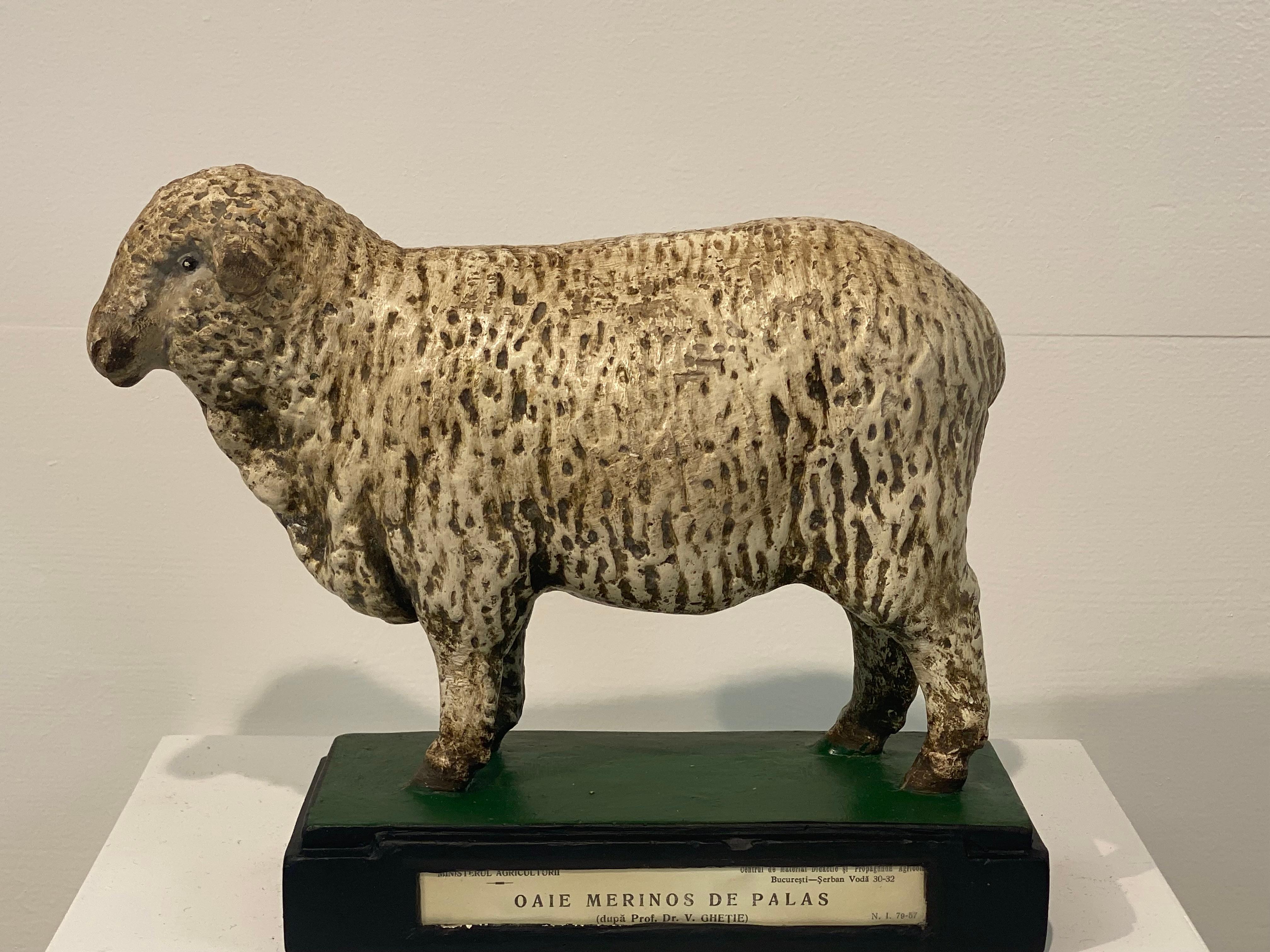 Modèle de mouton en plâtre, peint à la main et multicolore,
Modèle élégant et belle patine et brillance du matériau,
utilisé dans les écoles comme modèle scientifique ou également utilisé comme présentoir
au sein du ministère de l'agriculture, comme