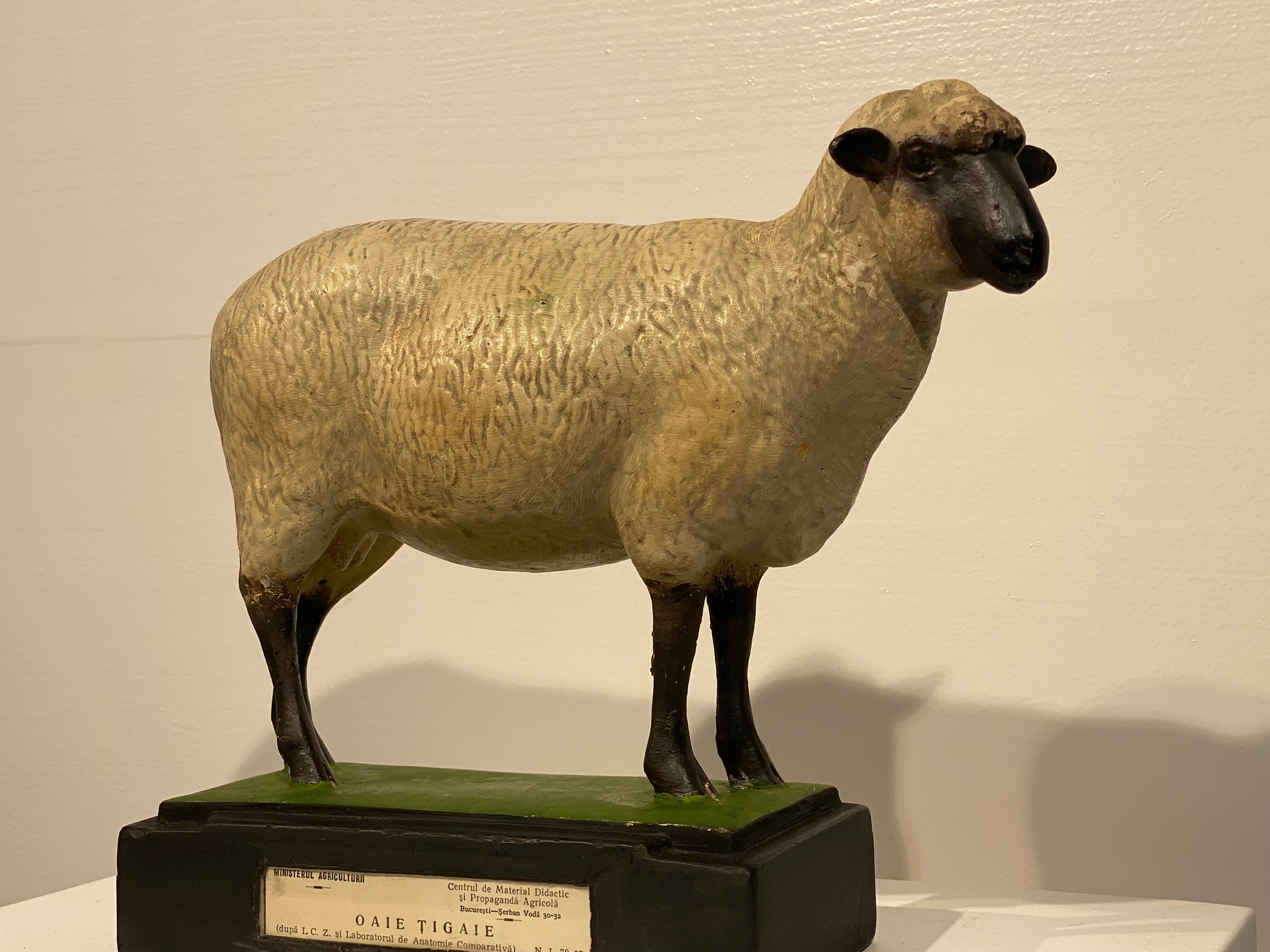 A model of a Sheep made in plaster, hand-painted and multicolered,
elegant model and great patina and shine of the material,
used in schools as a scientific model or also used as display
in the Ministry of Agriculture as here is the case,
with a