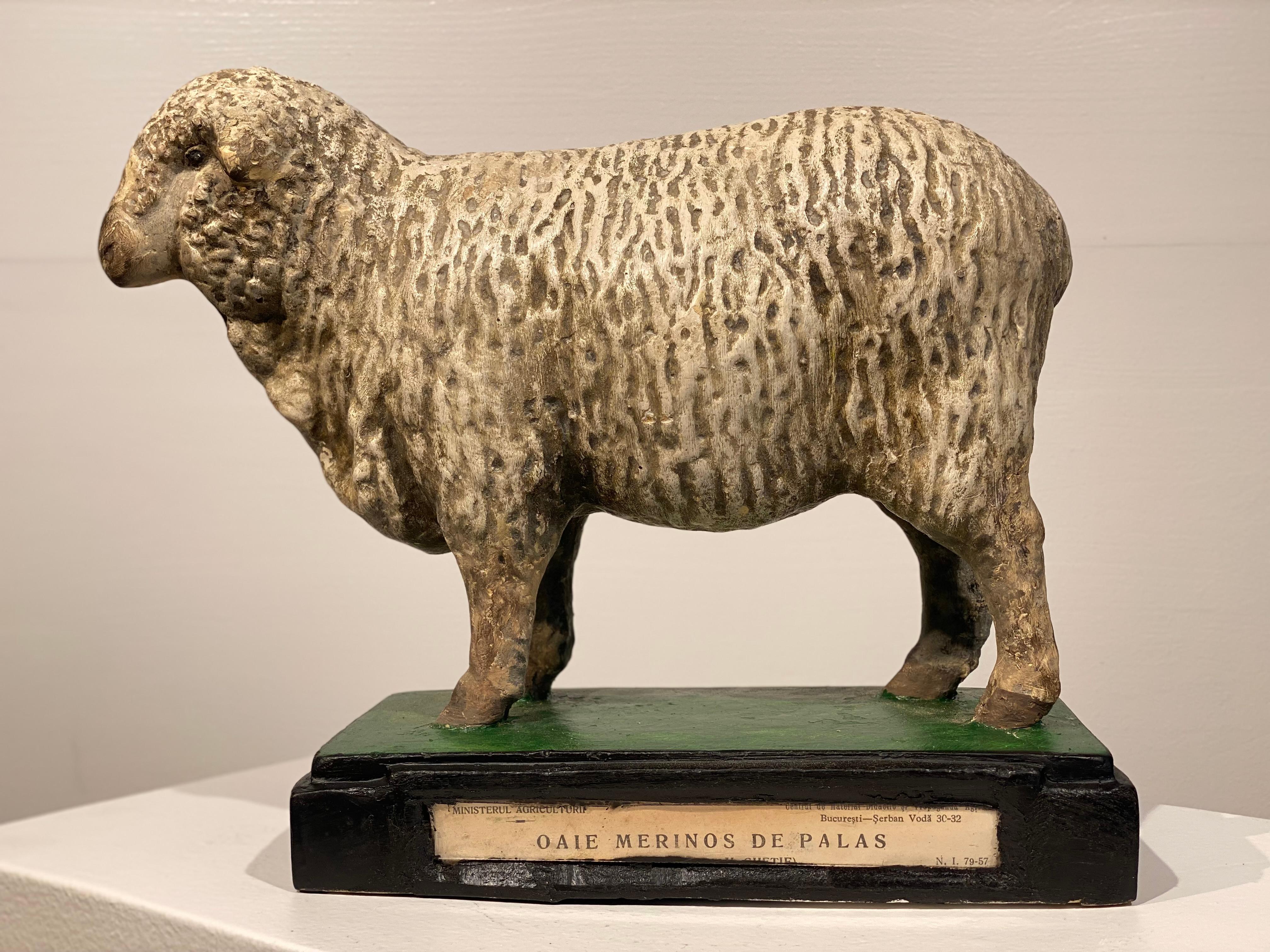 A model of a Sheep made in plaster, hand-painted and multicolered,
elegant model and great patina and shine of the material,
used in schools as a scientific model or also used as display
in the Ministry of Agriculture as here is the case,
with a