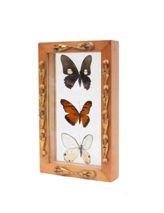 Papillons multicolores encadrés avec des fragments italiens du 18e siècle