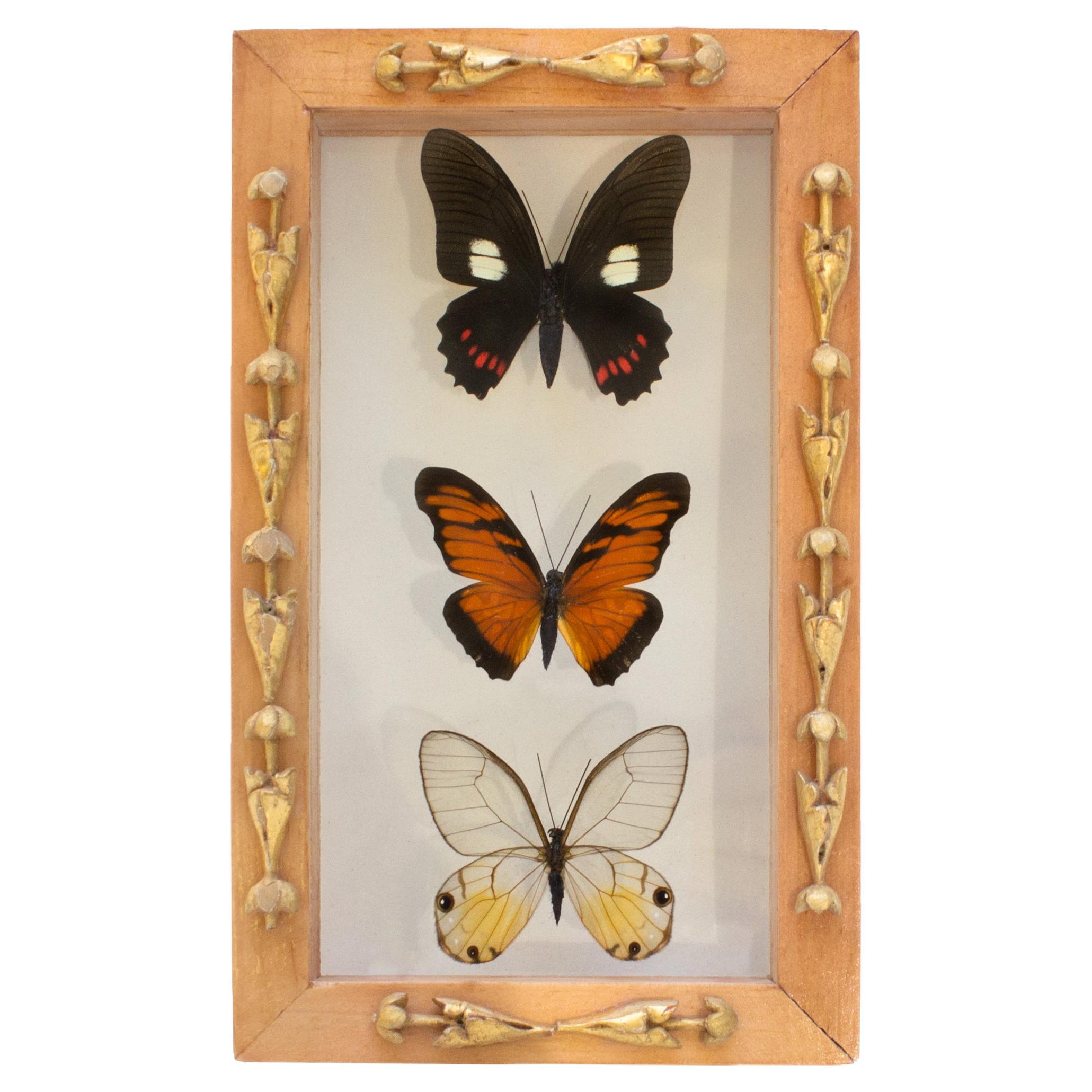 Mariposas multicolores enmarcadas con fragmentos italianos del siglo XVIII