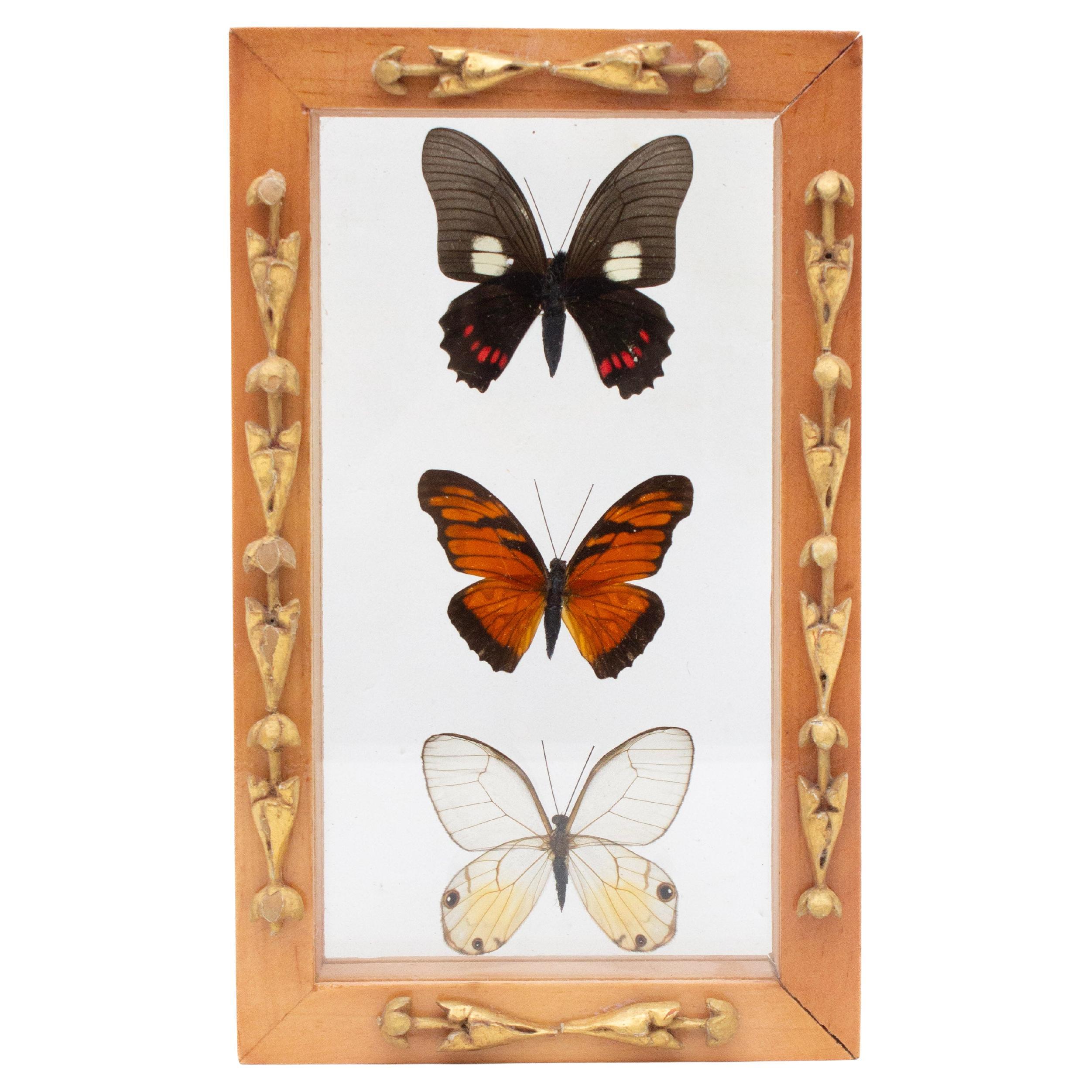 Multicolored Butterflies Framed with 18th Century Italian Fragments For Sale
