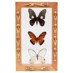 Multicolored Butterflies Framed with 18th Century Italian Fragments