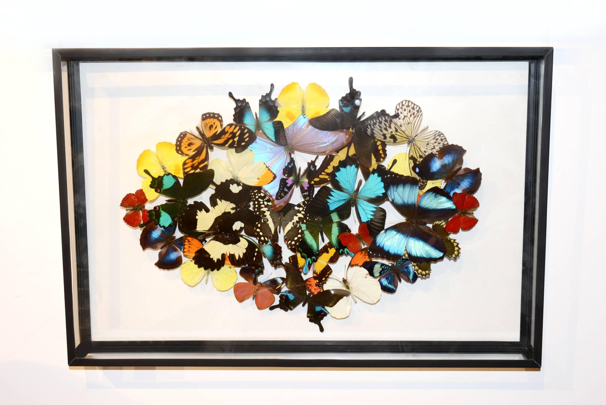 Rare butterflies multi-colors under rectangular glass frame,
wall decoration, butterflies from breeding farms. Exceptional
and unique piece made in France in 2016 by Olivier Violo.
   