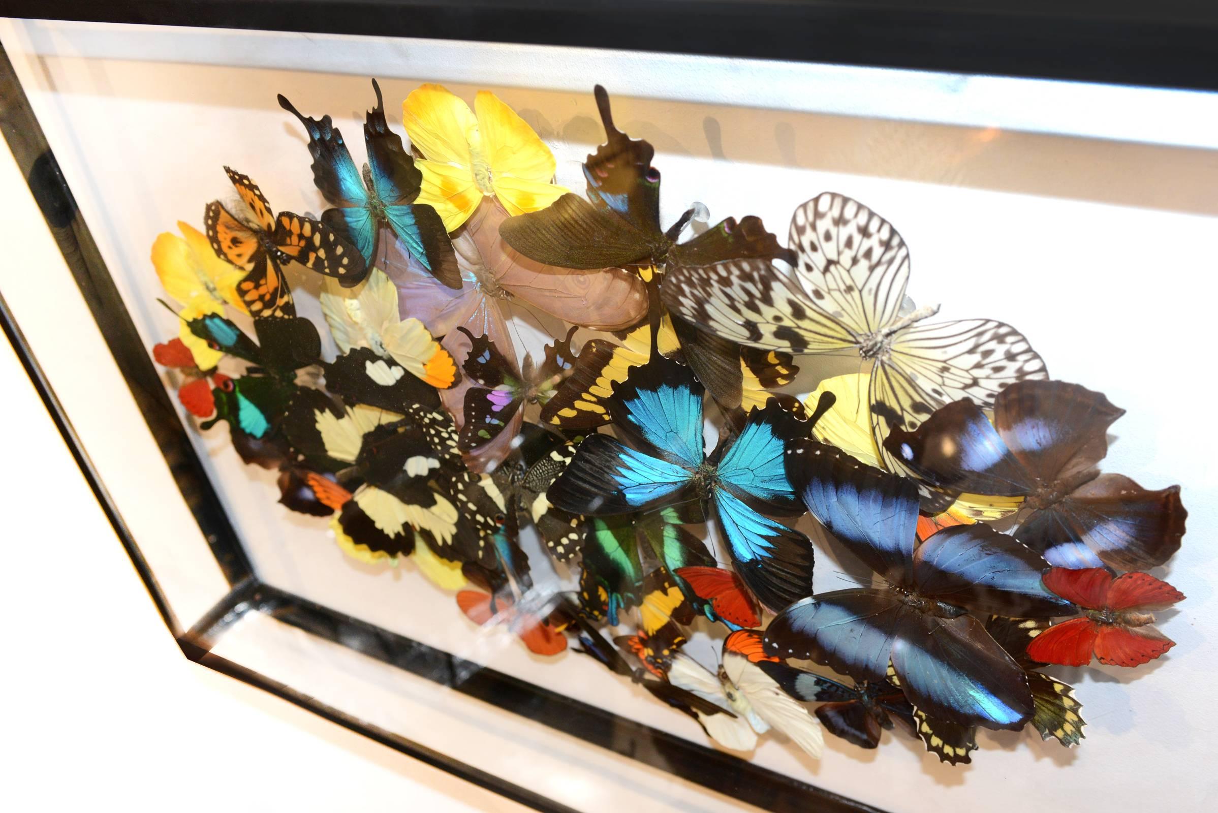 French Multi-Colors Rare Butterflies Under Rectangular Glass Frame