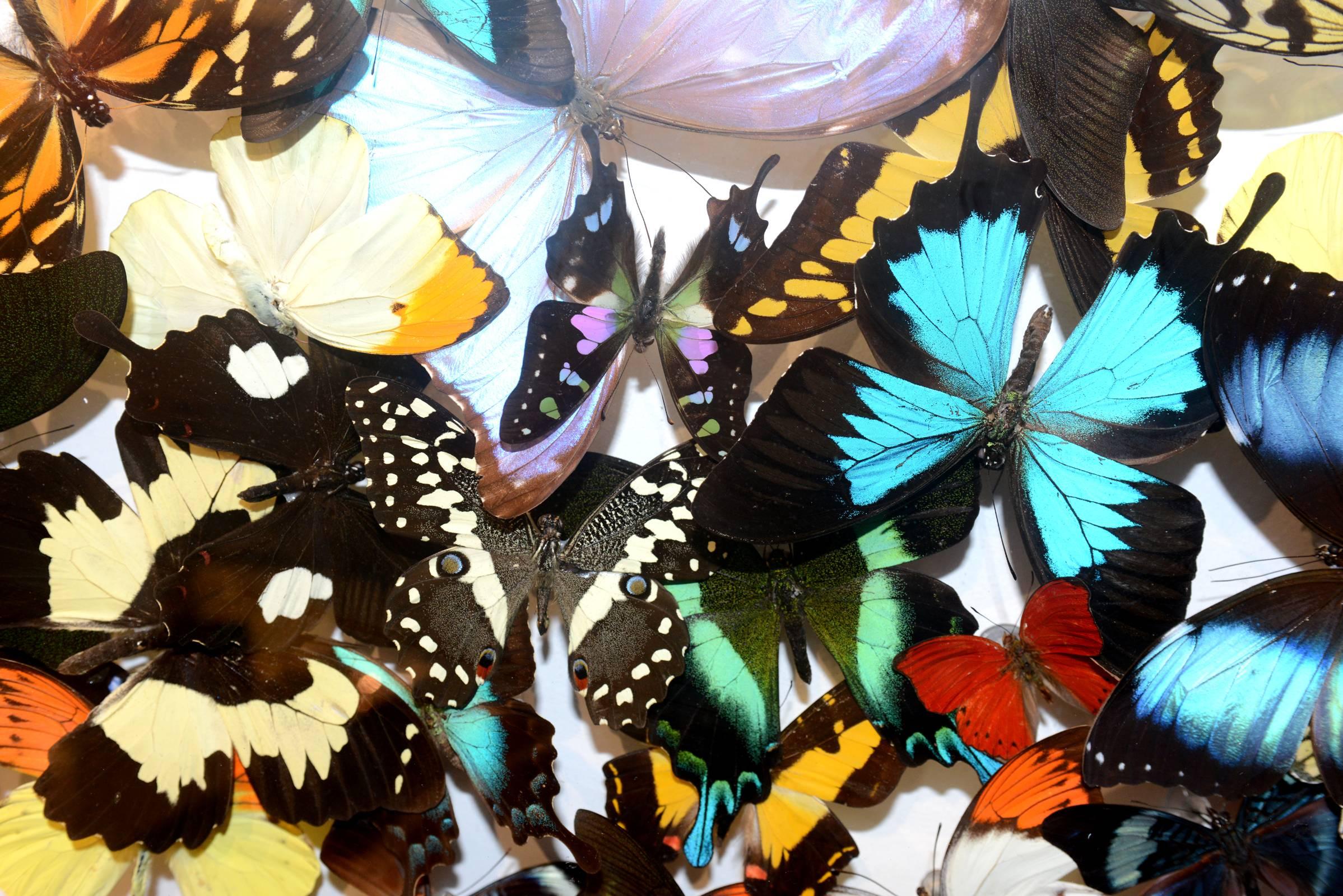 Contemporary Multi-Colors Rare Butterflies Under Rectangular Glass Frame