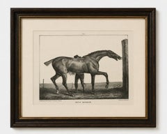 Muly Moloch - Lithographie ancienne d'un cheval de sport, Hullmandel c.1840