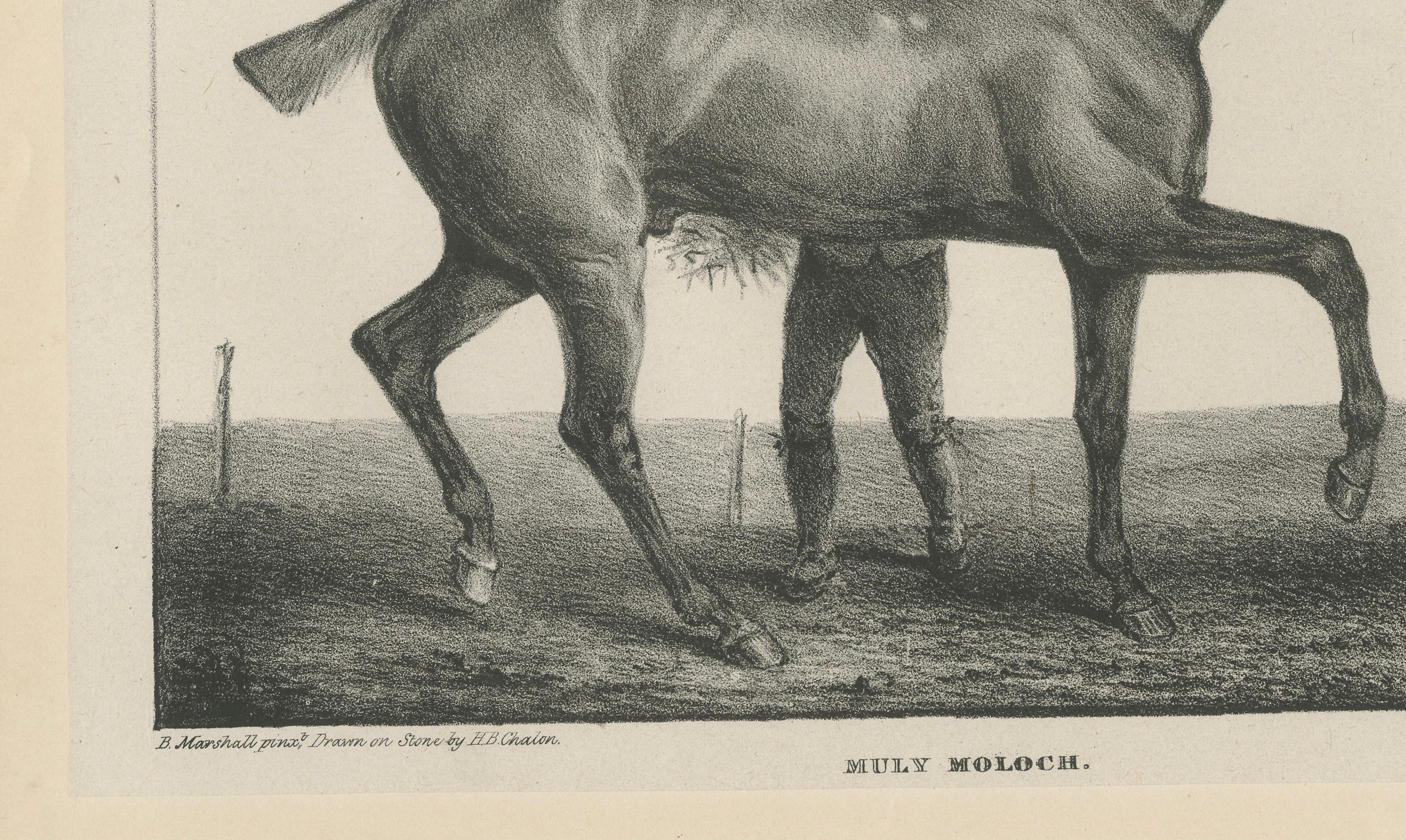 Muly Moloch – Antique Sporting Horse Lithograph, Hullmandel c.1840