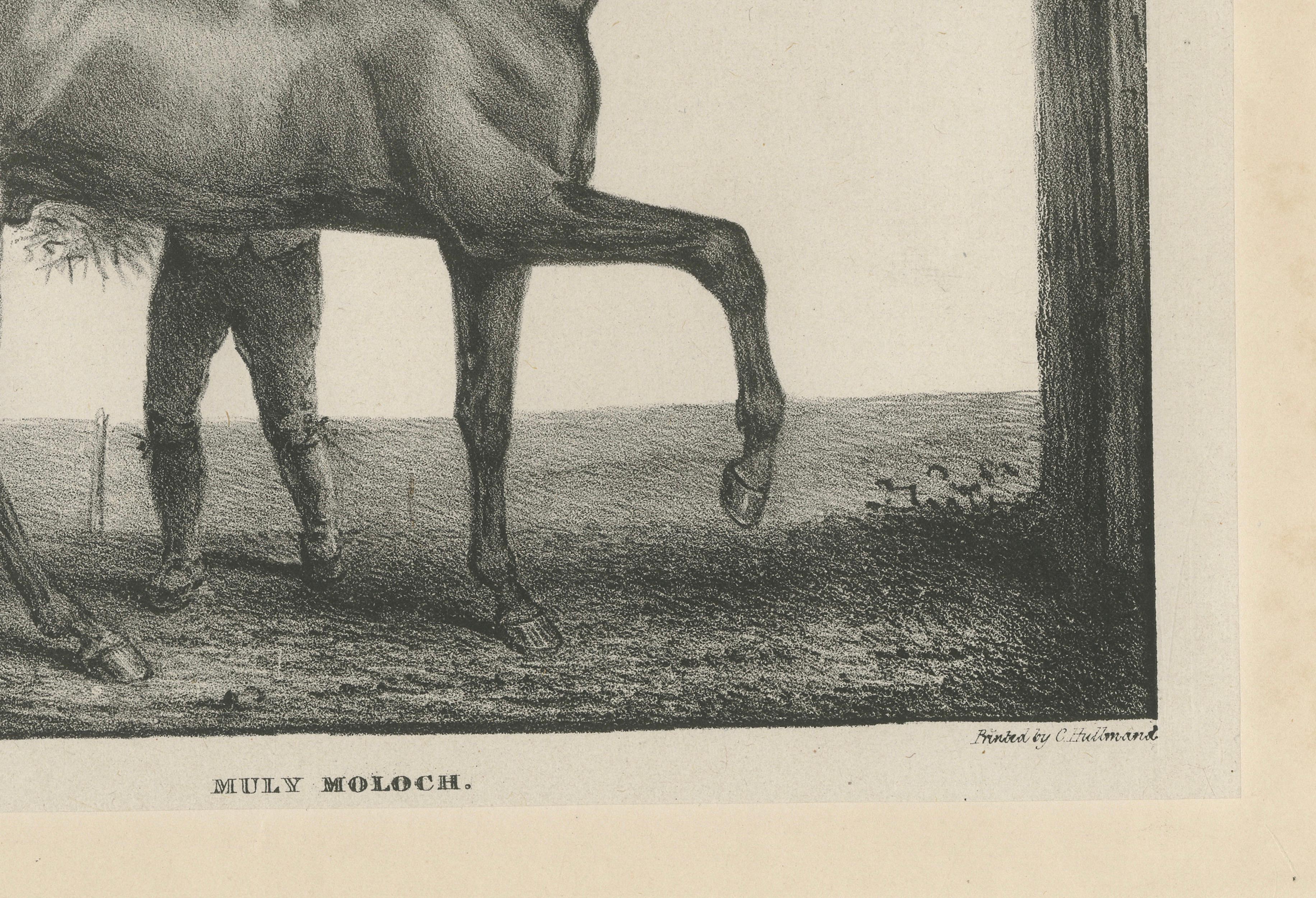 Muly Moloch – Antique Sporting Horse Lithograph, Hullmandel c.1840