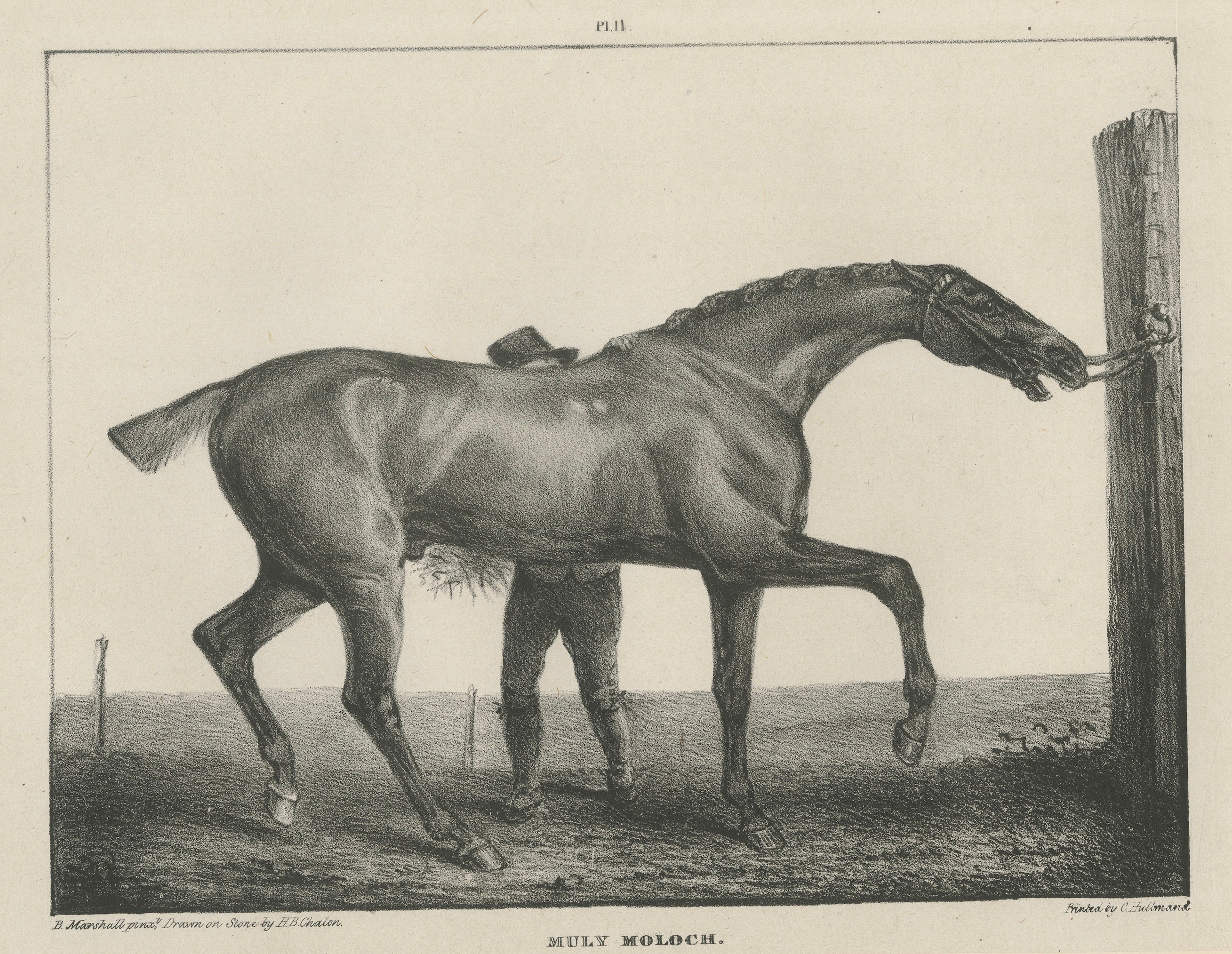 Muly Moloch – Antique Sporting Horse Lithograph, Hullmandel c.1840