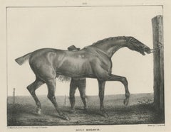 Muly Moloch - Lithographie ancienne d'un cheval de sport, Hullmandel c.1840