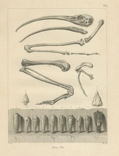 Mummies of Ibis and Skeletal Remains, Egypt, Antique Engraving, c.1802