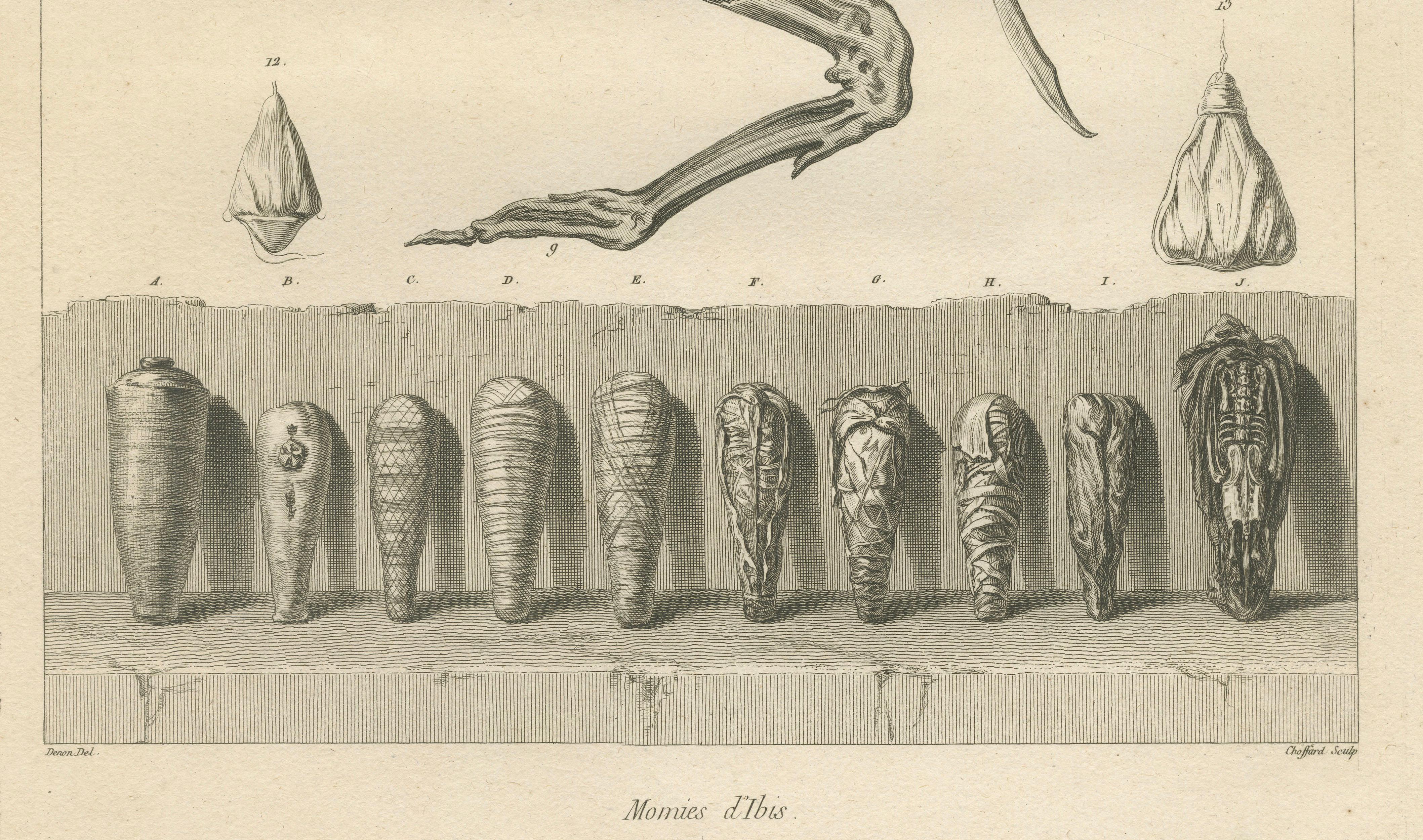 Mummies of Ibis and Skeletal Remains, Egypt, Antique Engraving, c.1802