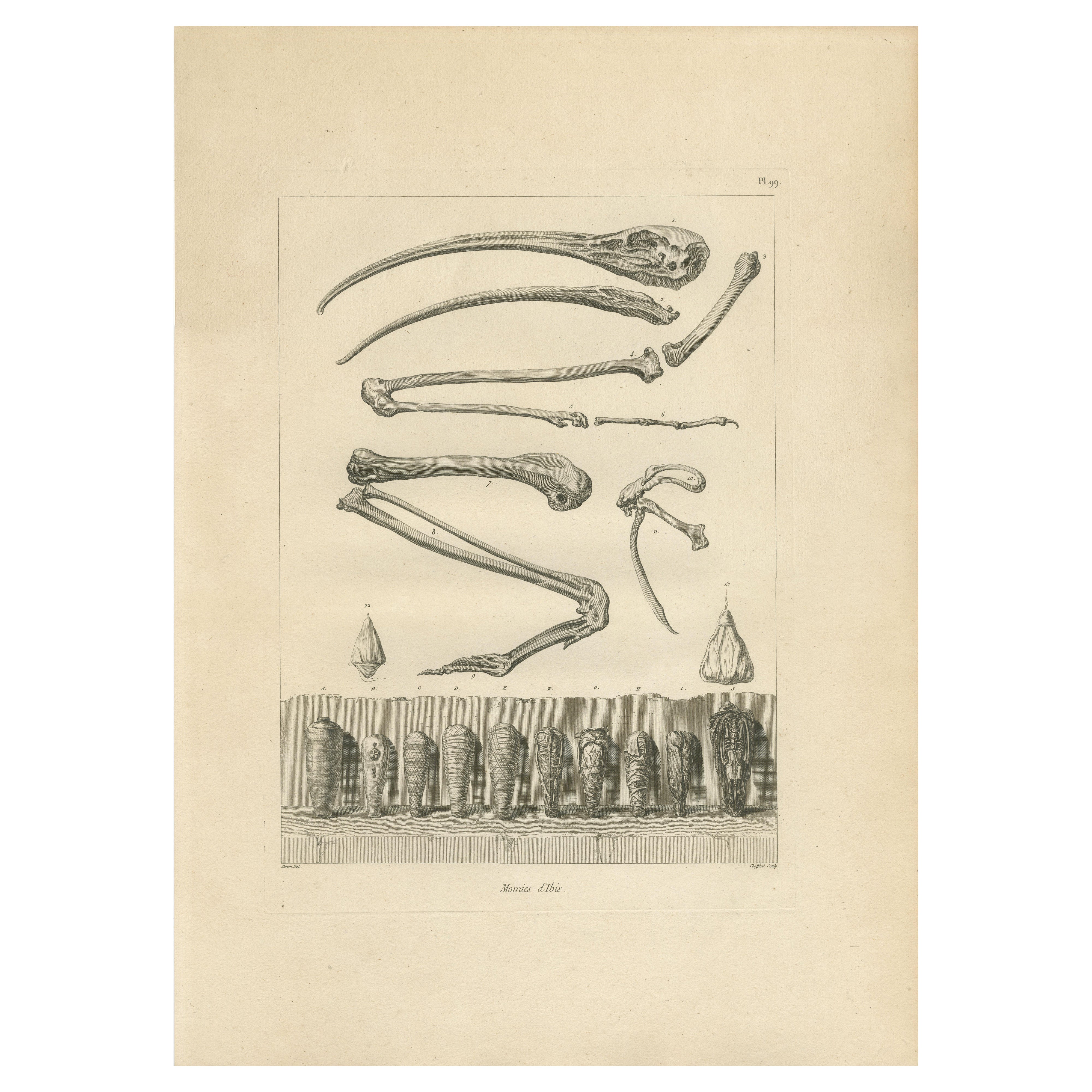 Momies d
ibis et restes de squelettes, Égypte, Gravure ancienne, C.C.C. en vente