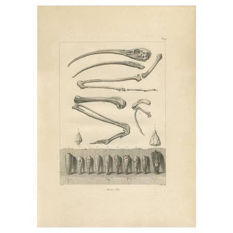 Mummies of Ibis and Skeletal Remains, Egypt, Antique Engraving, c.1802
