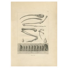 Mumien von Ibis und Skelettresten, Ägypten, antiker Stich, um 1802