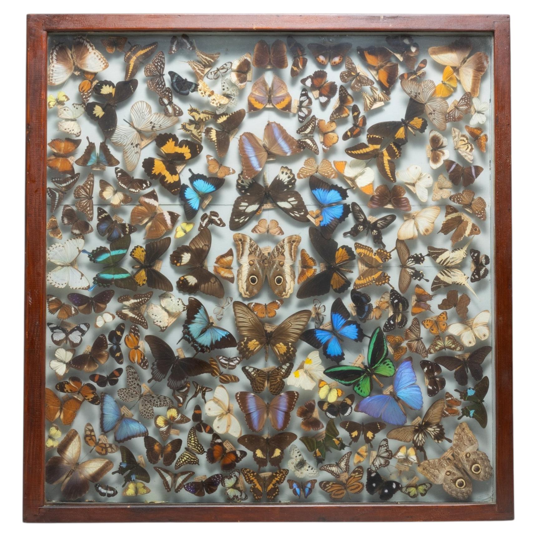 Museum Display of Exotic Butterflies